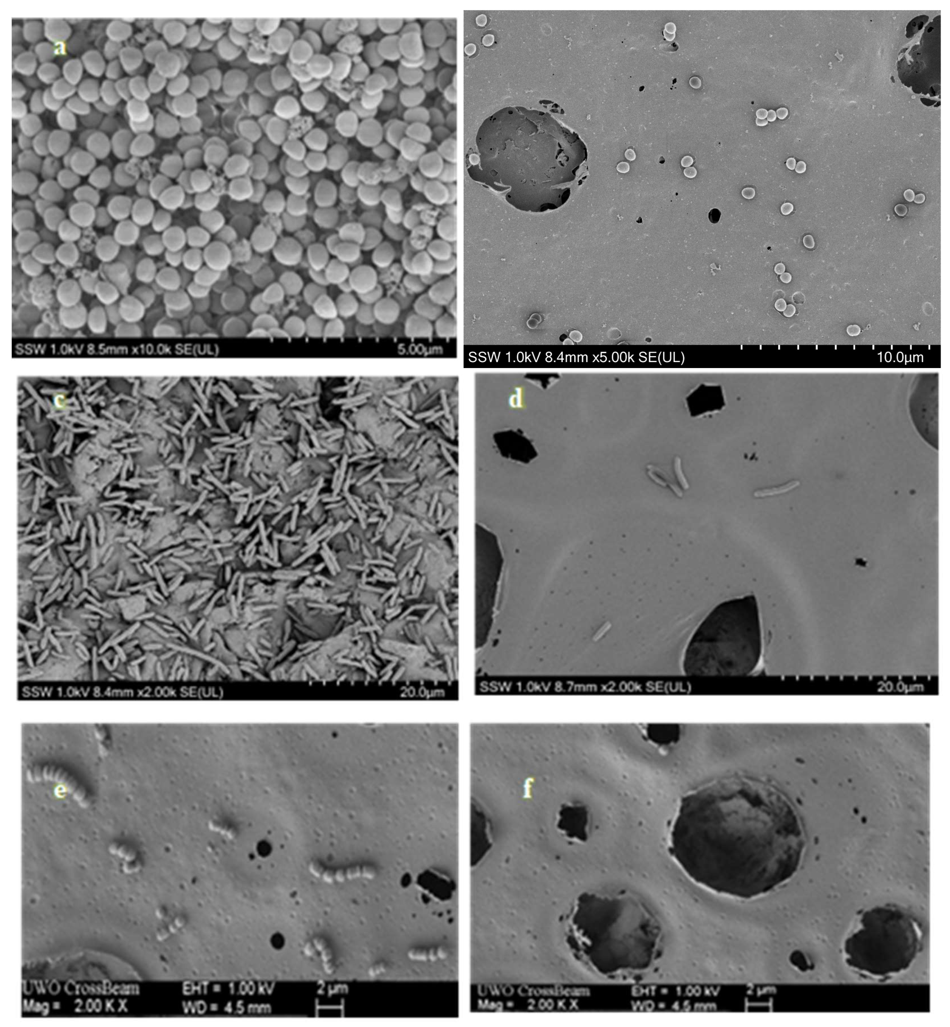 Preprints 143298 g004