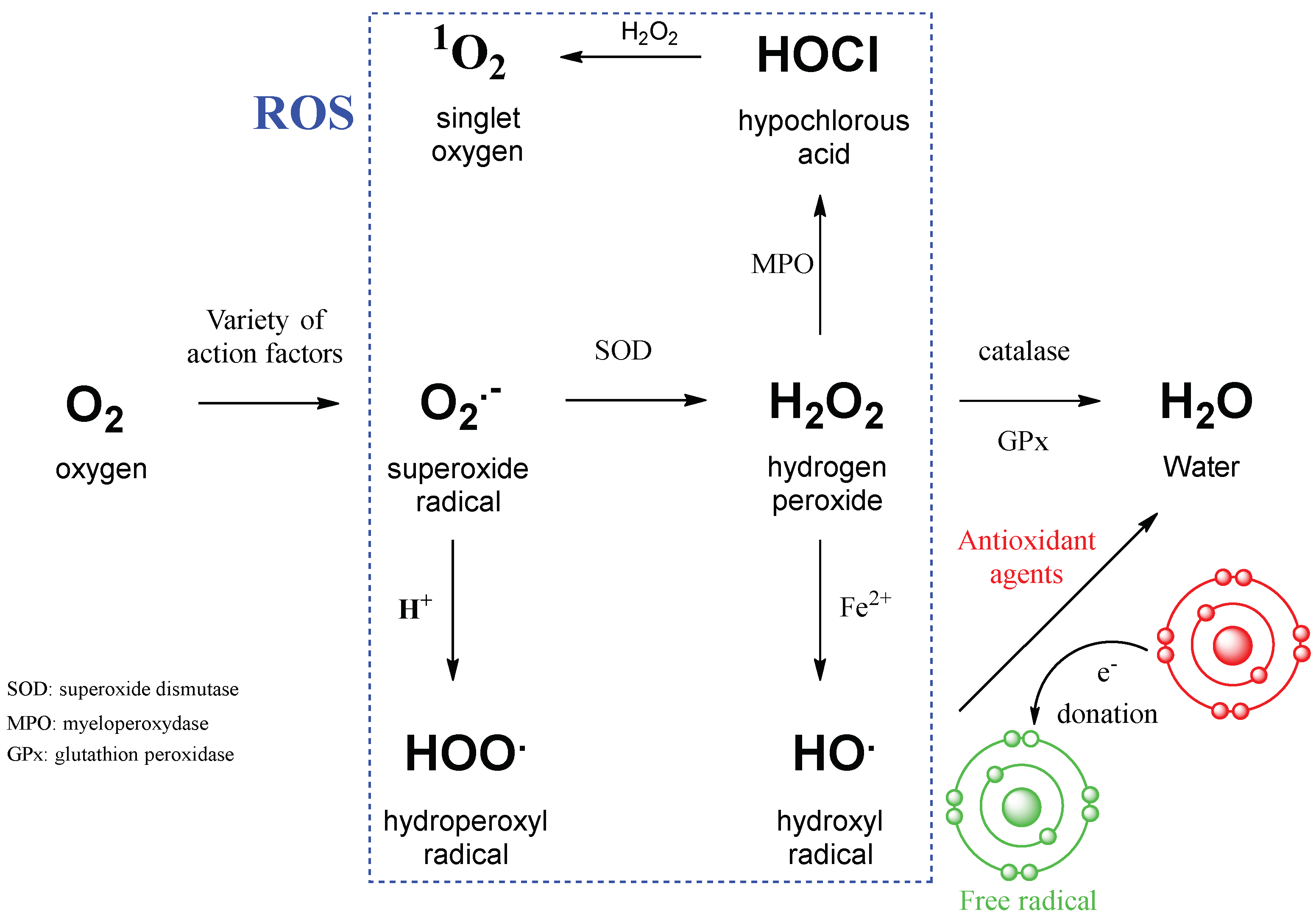 Preprints 159226 g002