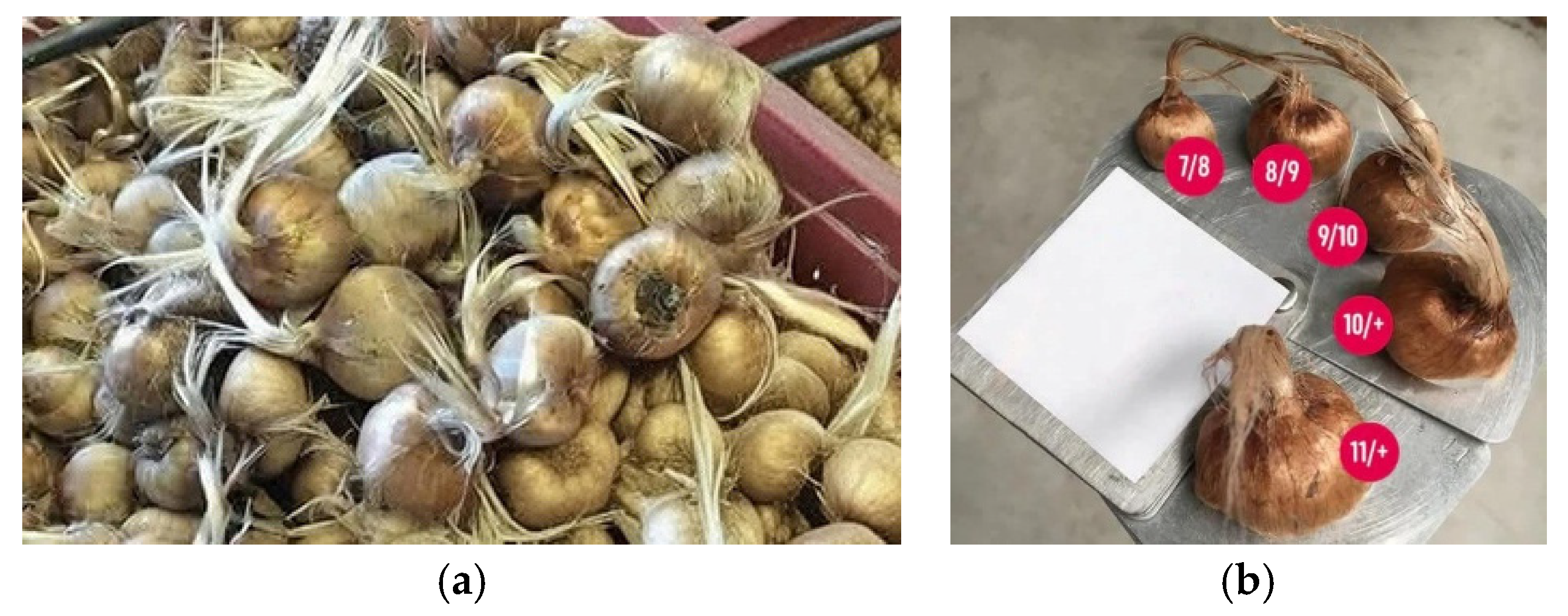 Preprints 201656 g001