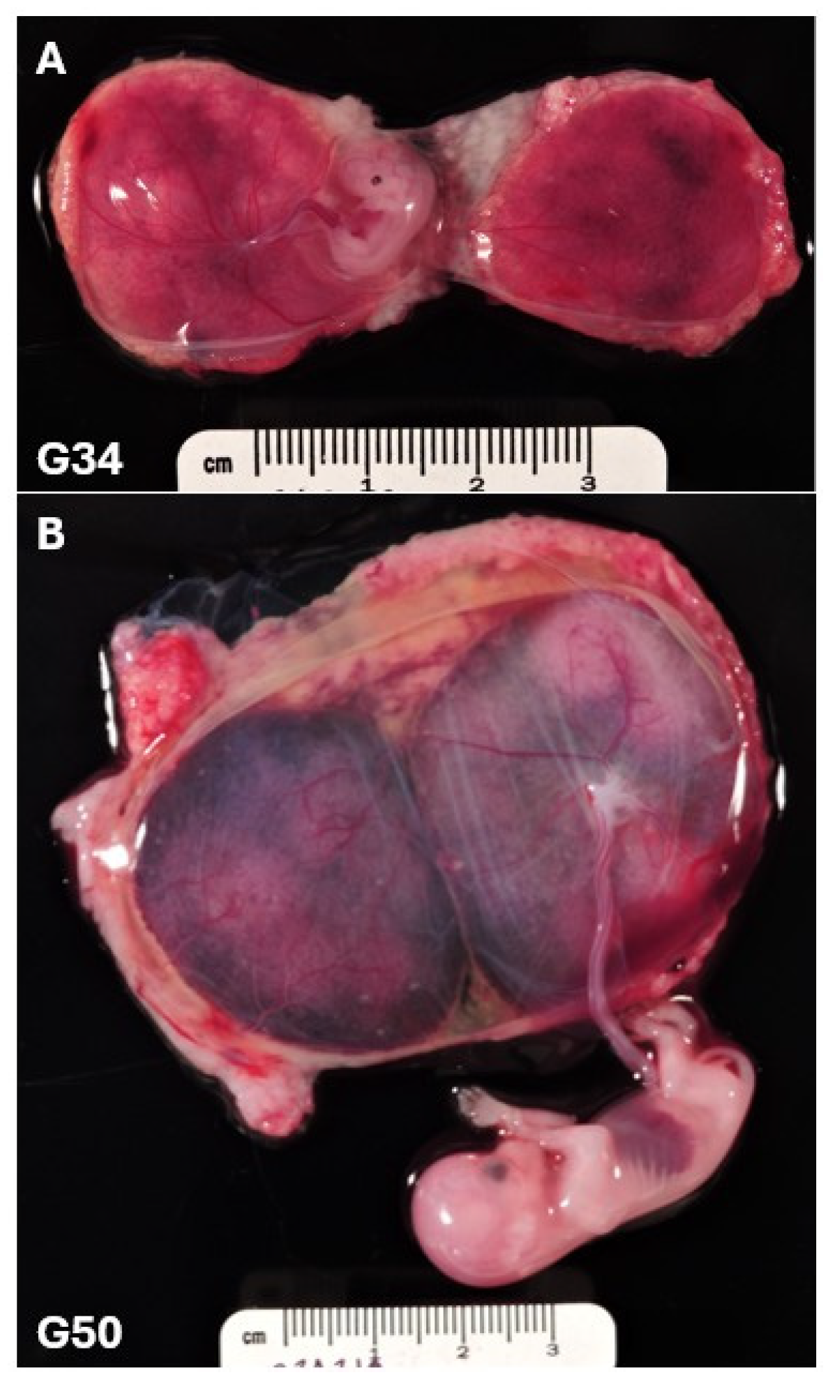 Preprints 173252 g001