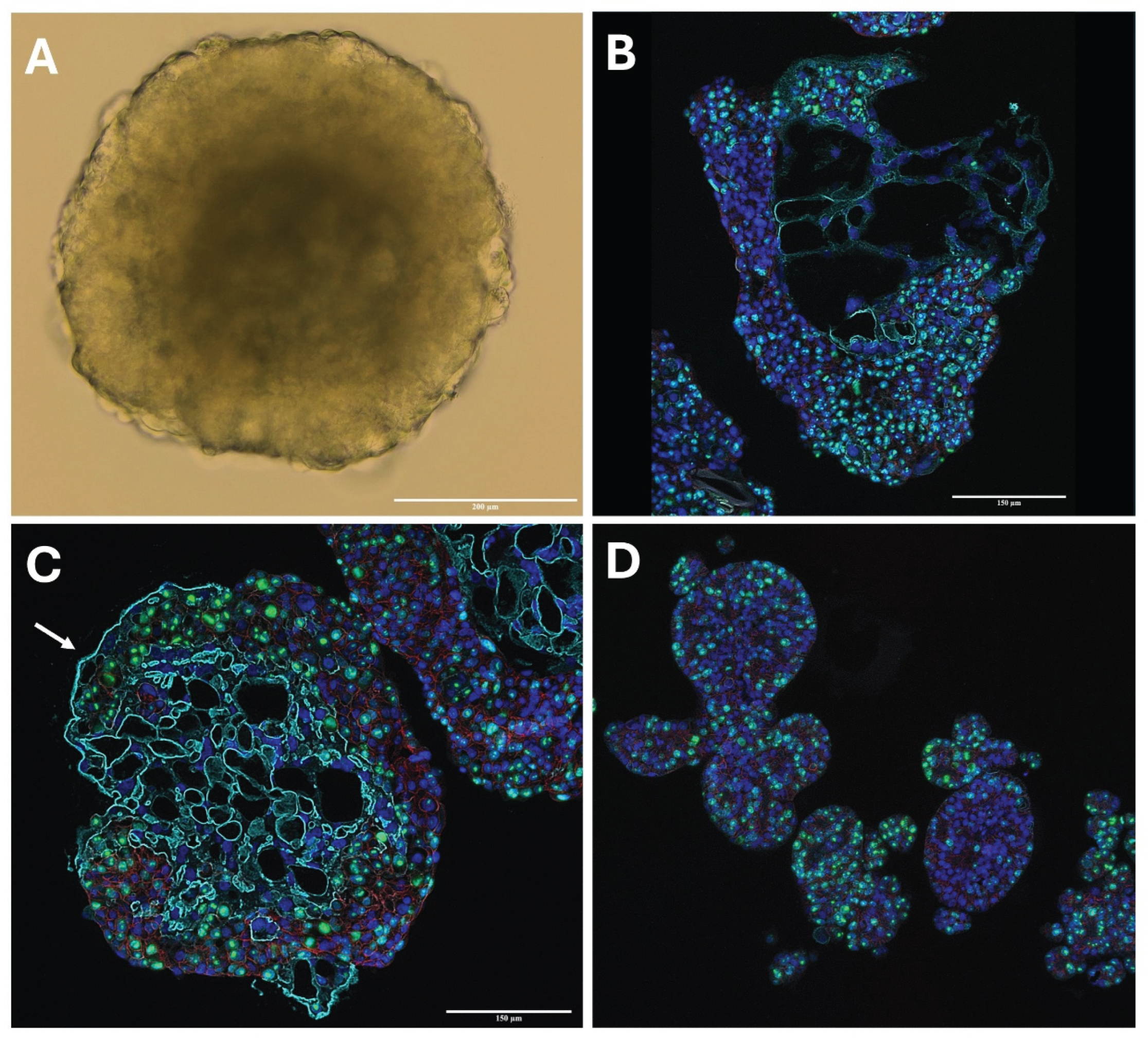 Preprints 173252 g004