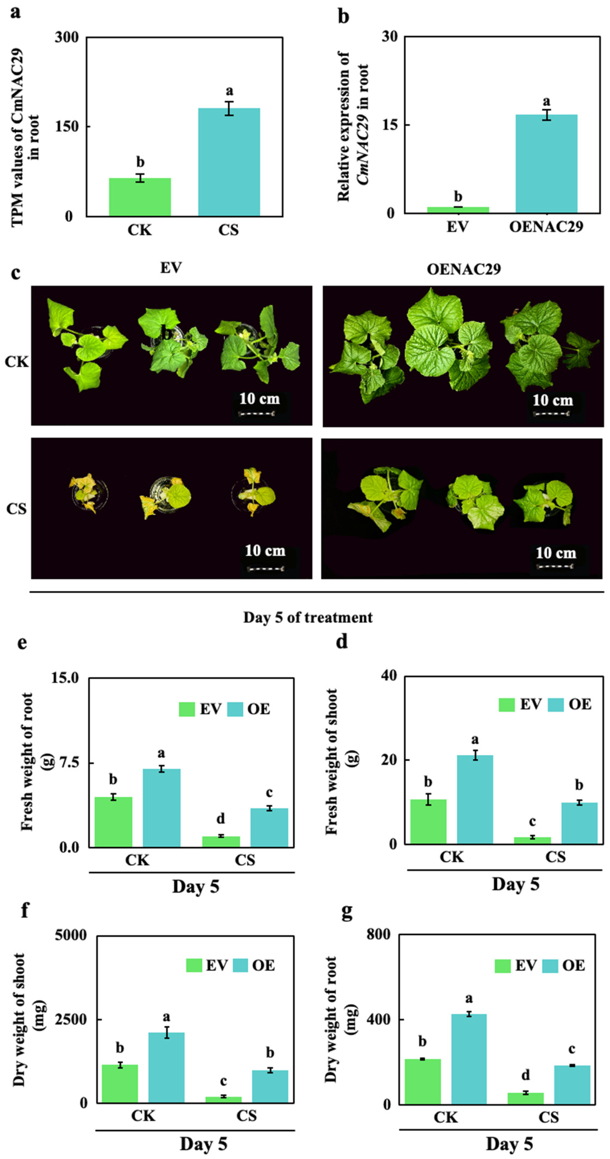 Preprints 215353 g001