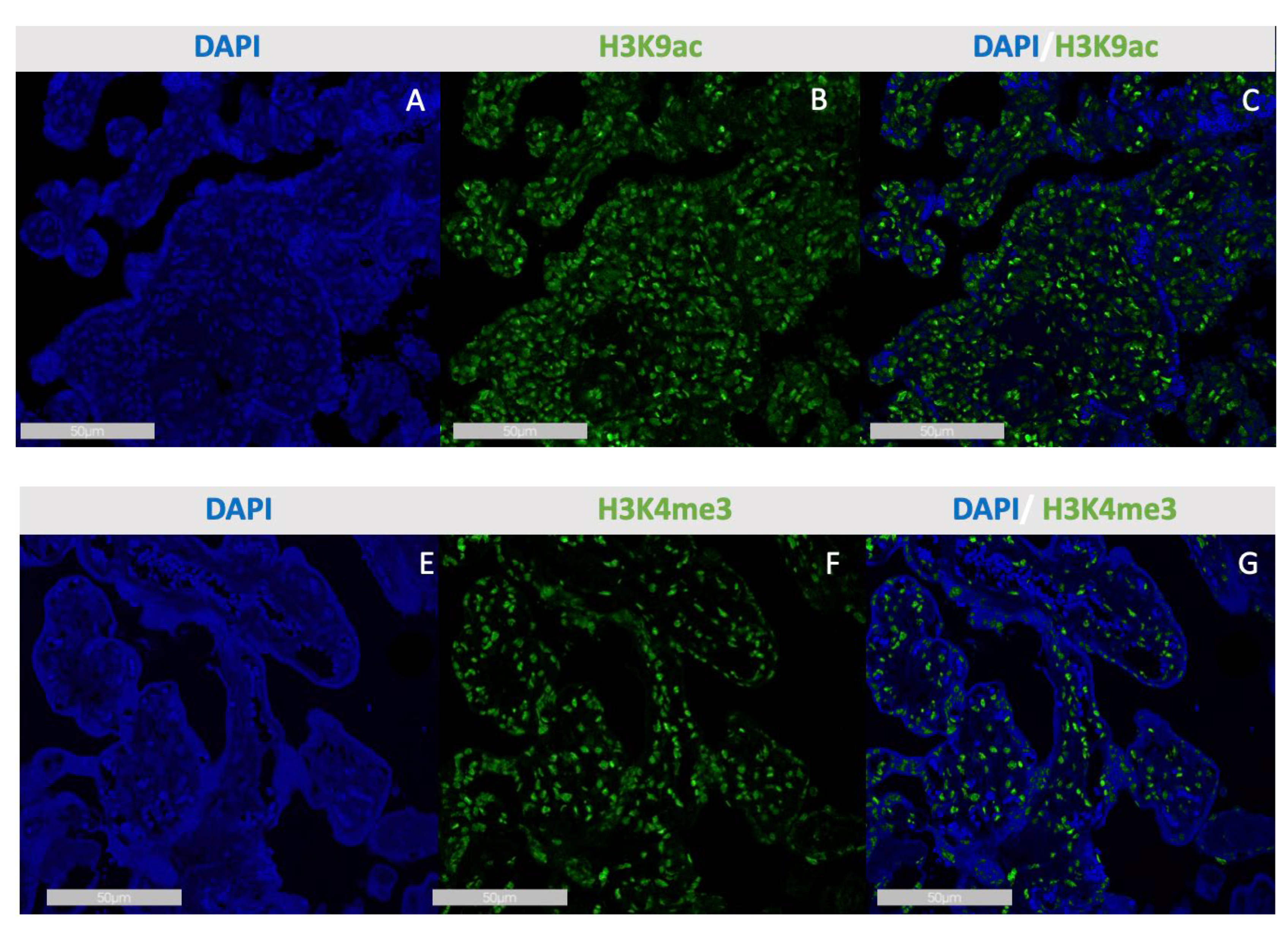 Preprints 159280 g003