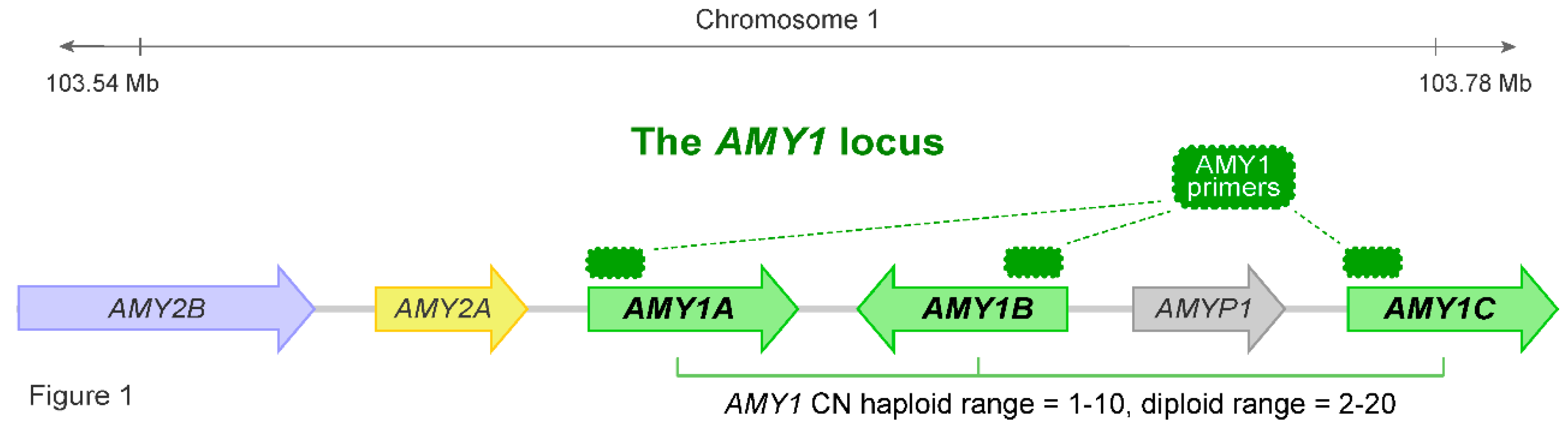 Effects of Salivary Amylase Gene Copy Number on Metabolic Health[v1 ...