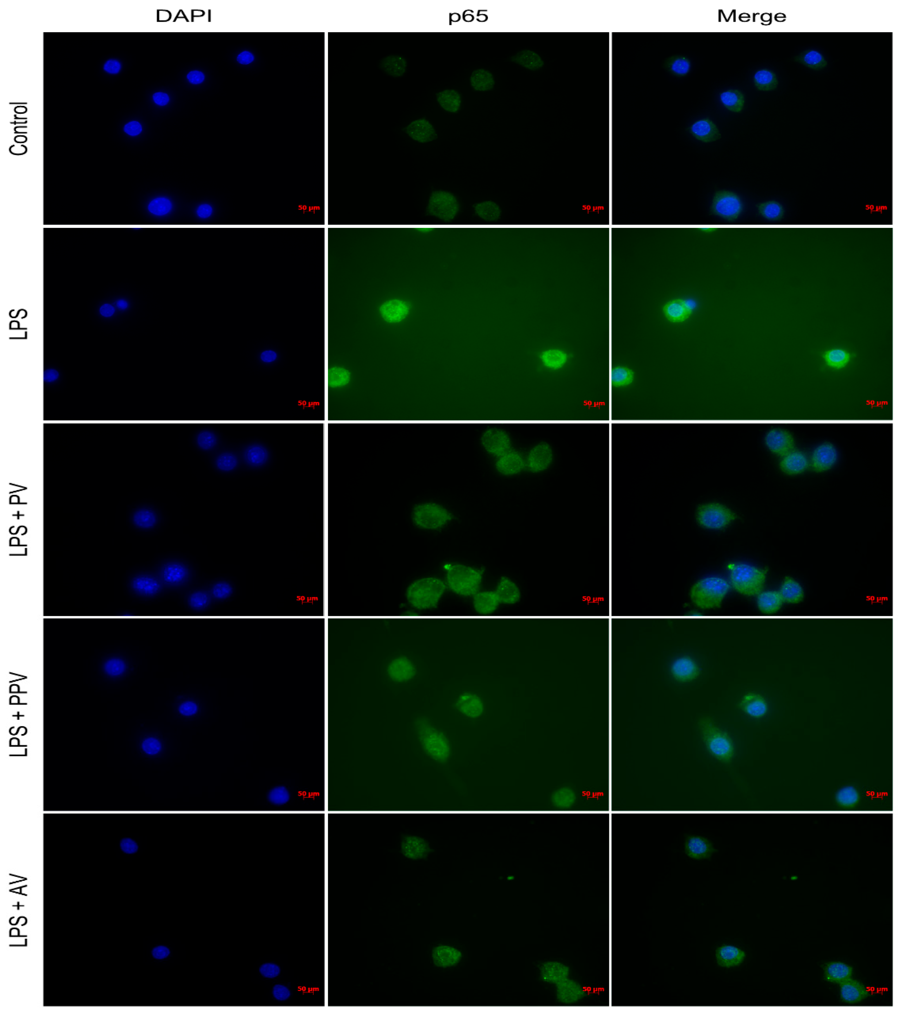 Preprints 220961 g007 Preprints 220961 g007