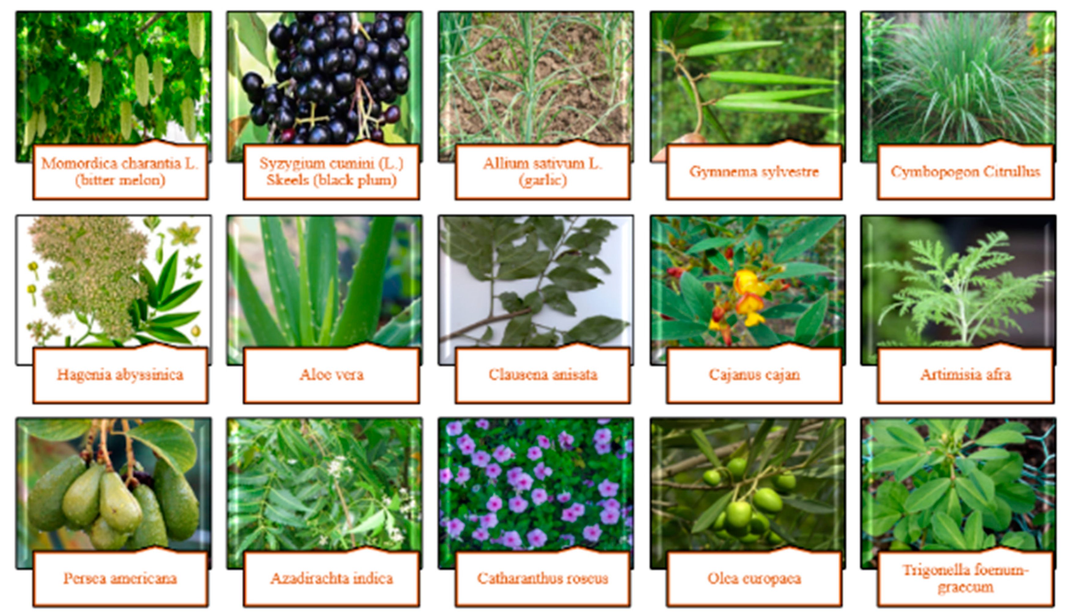 Preprints 82840 g006