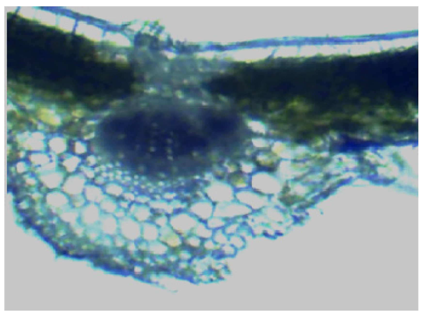 Preprints 162135 g003