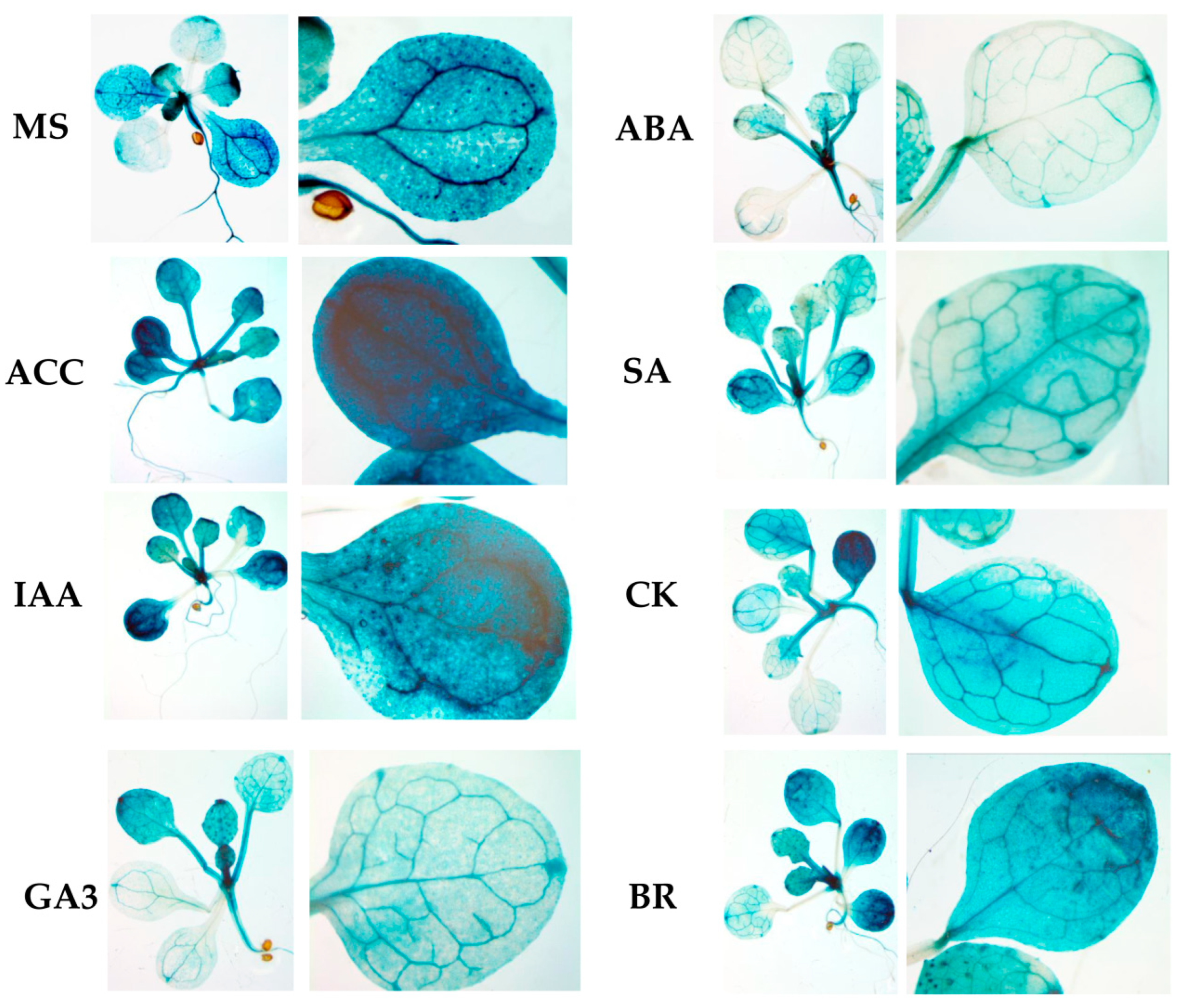 Preprints 89609 g005