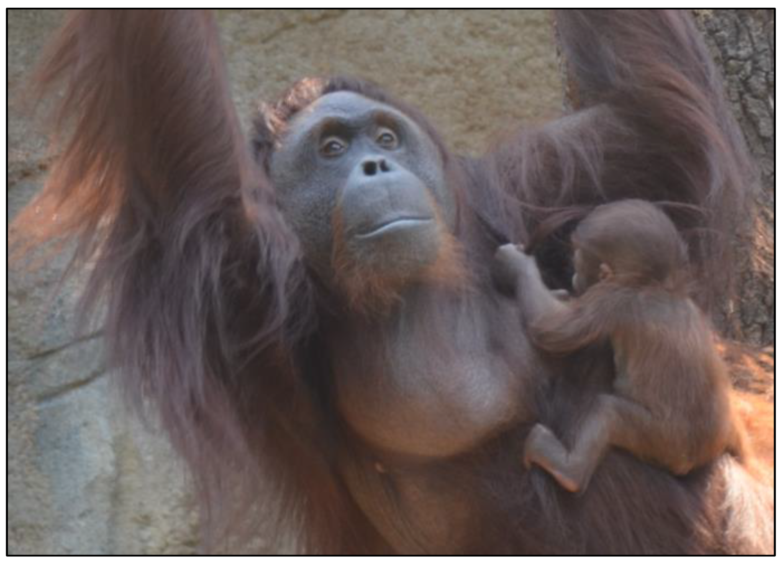 Preprints 159112 g001