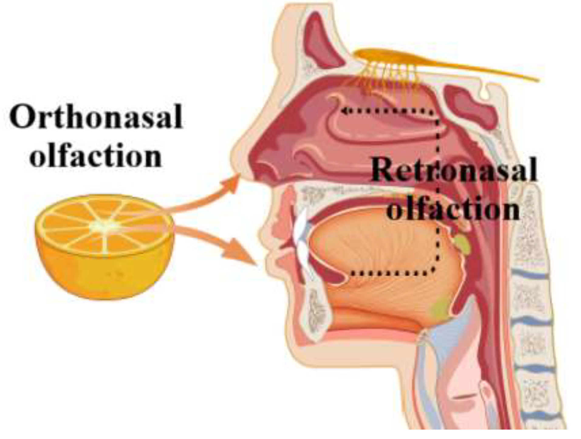 Preprints 200995 g004