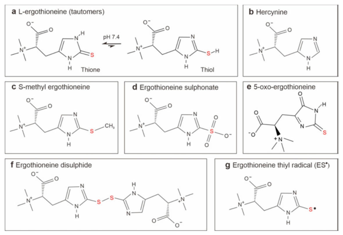 Preprints 222022 g001