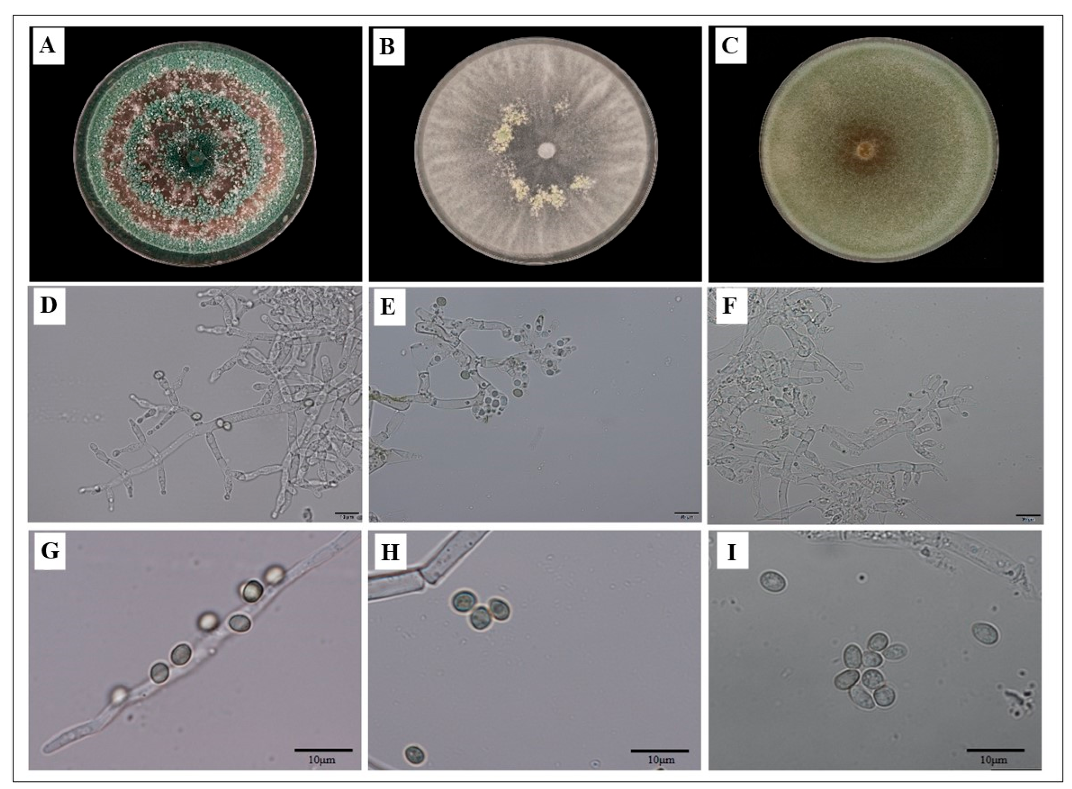 Preprints 218148 g001 Preprints 218148 g001