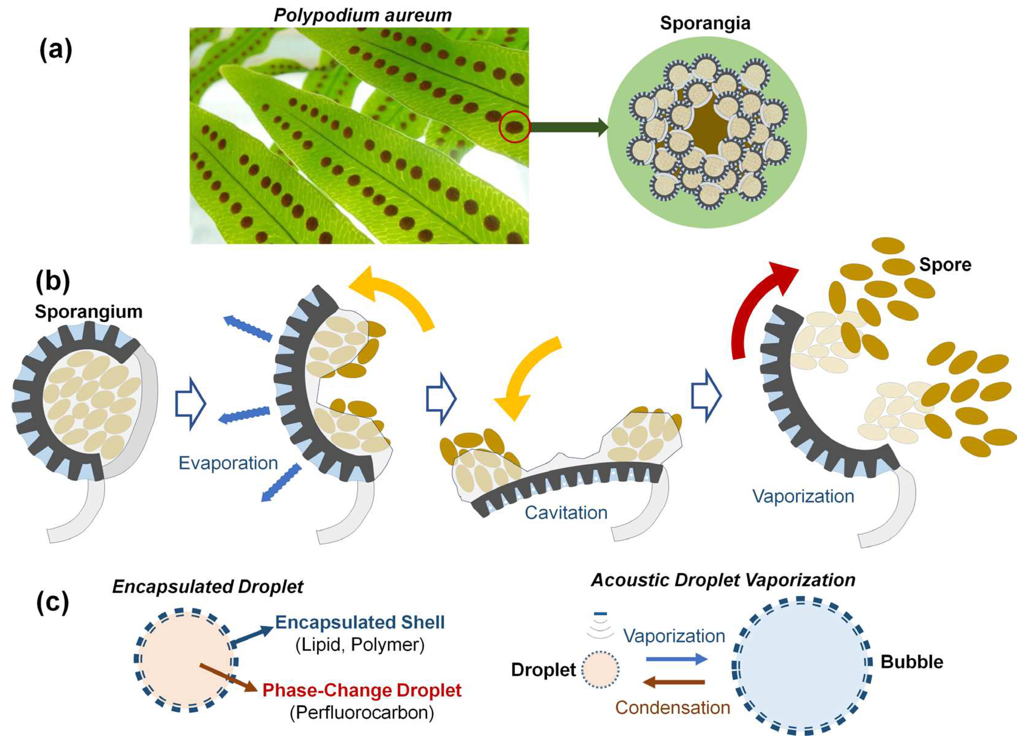Preprints 95778 g001