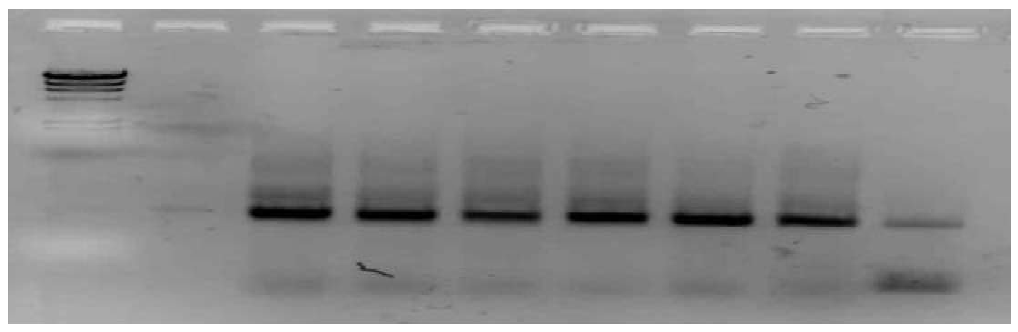 Preprints 208449 g001