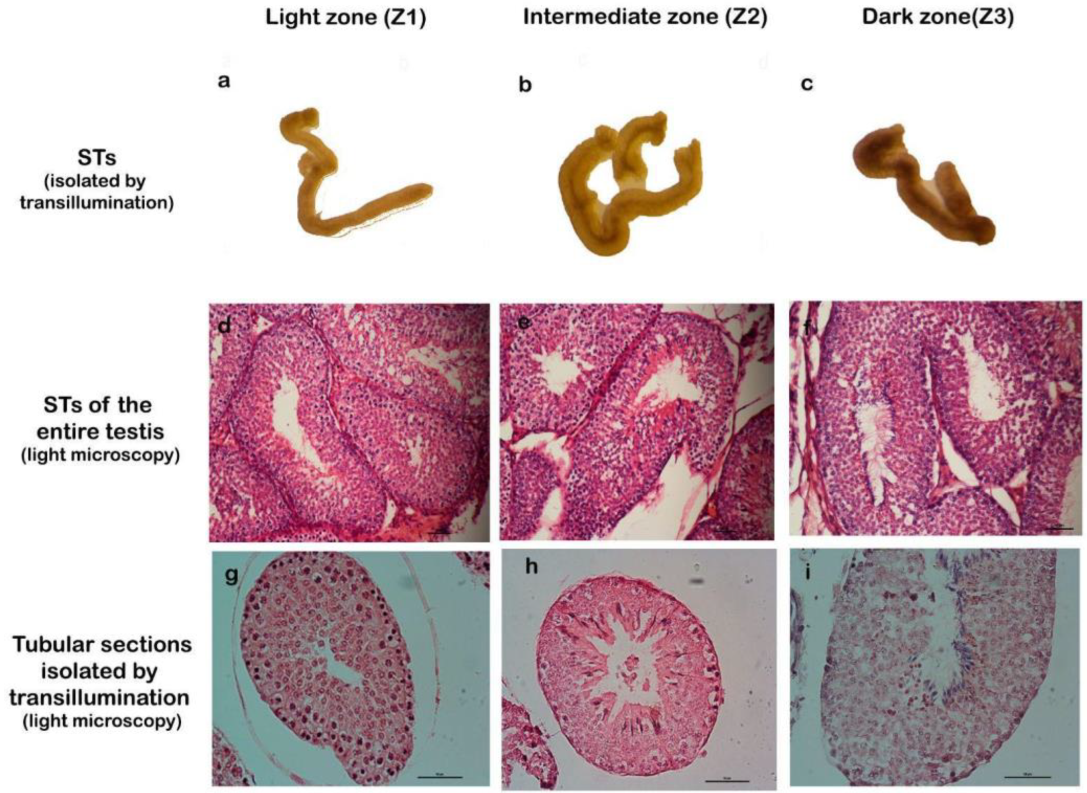 Preprints 148540 g002