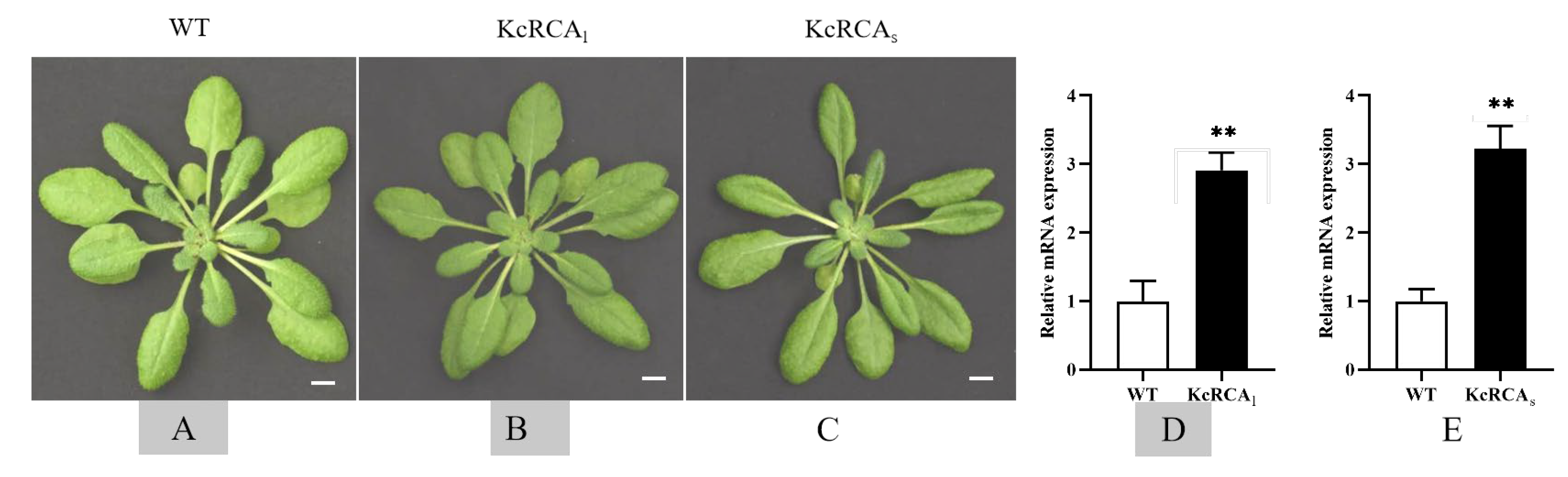 Preprints 175437 g004