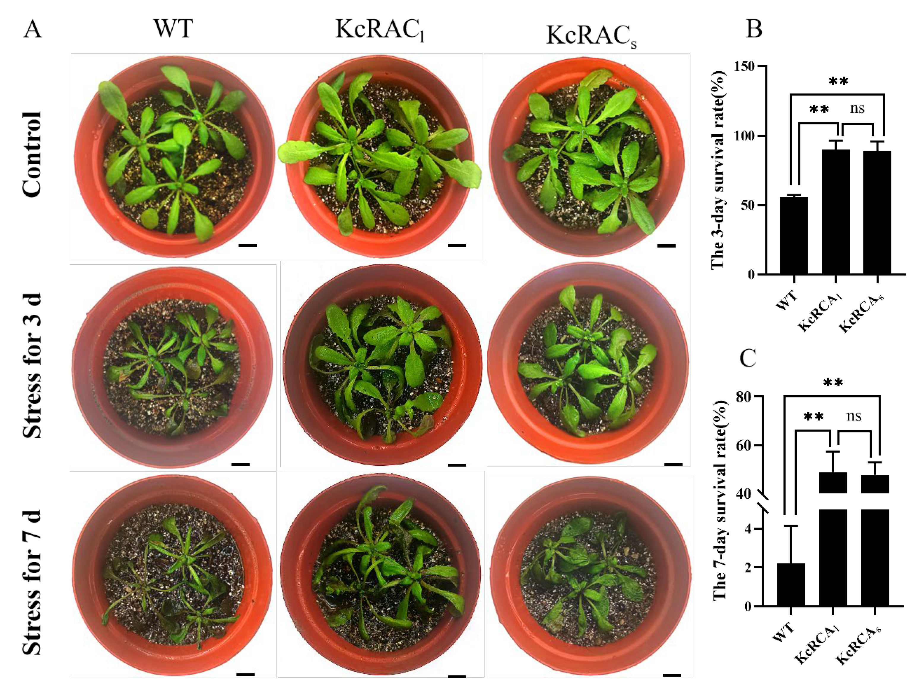 Preprints 175437 g005