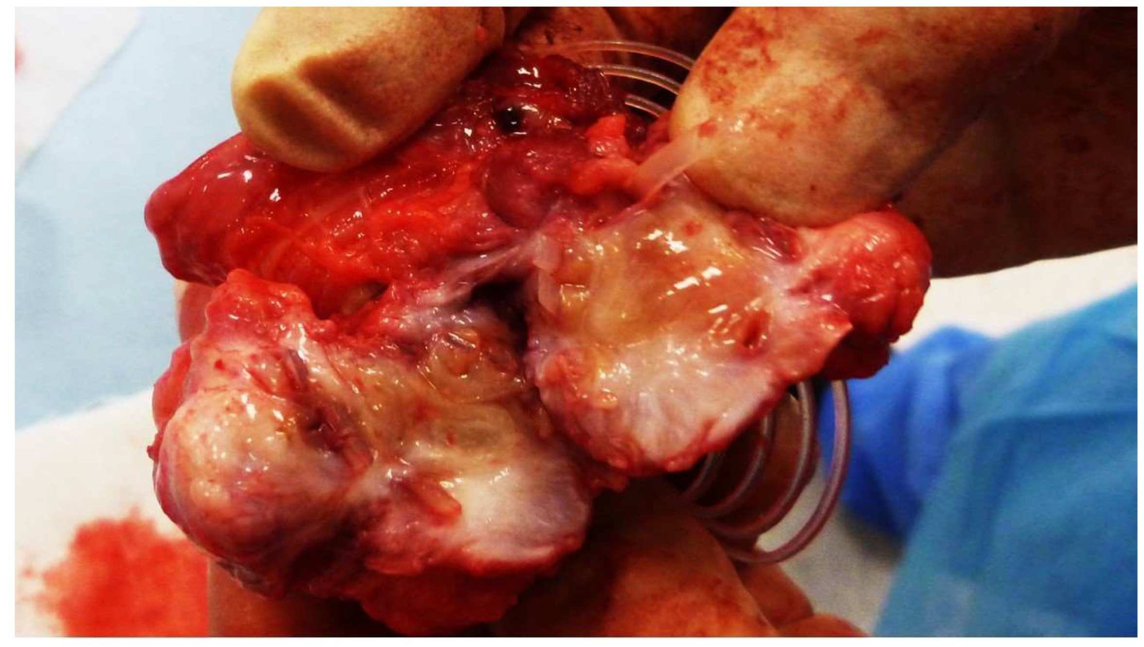 Preprints 141889 g002