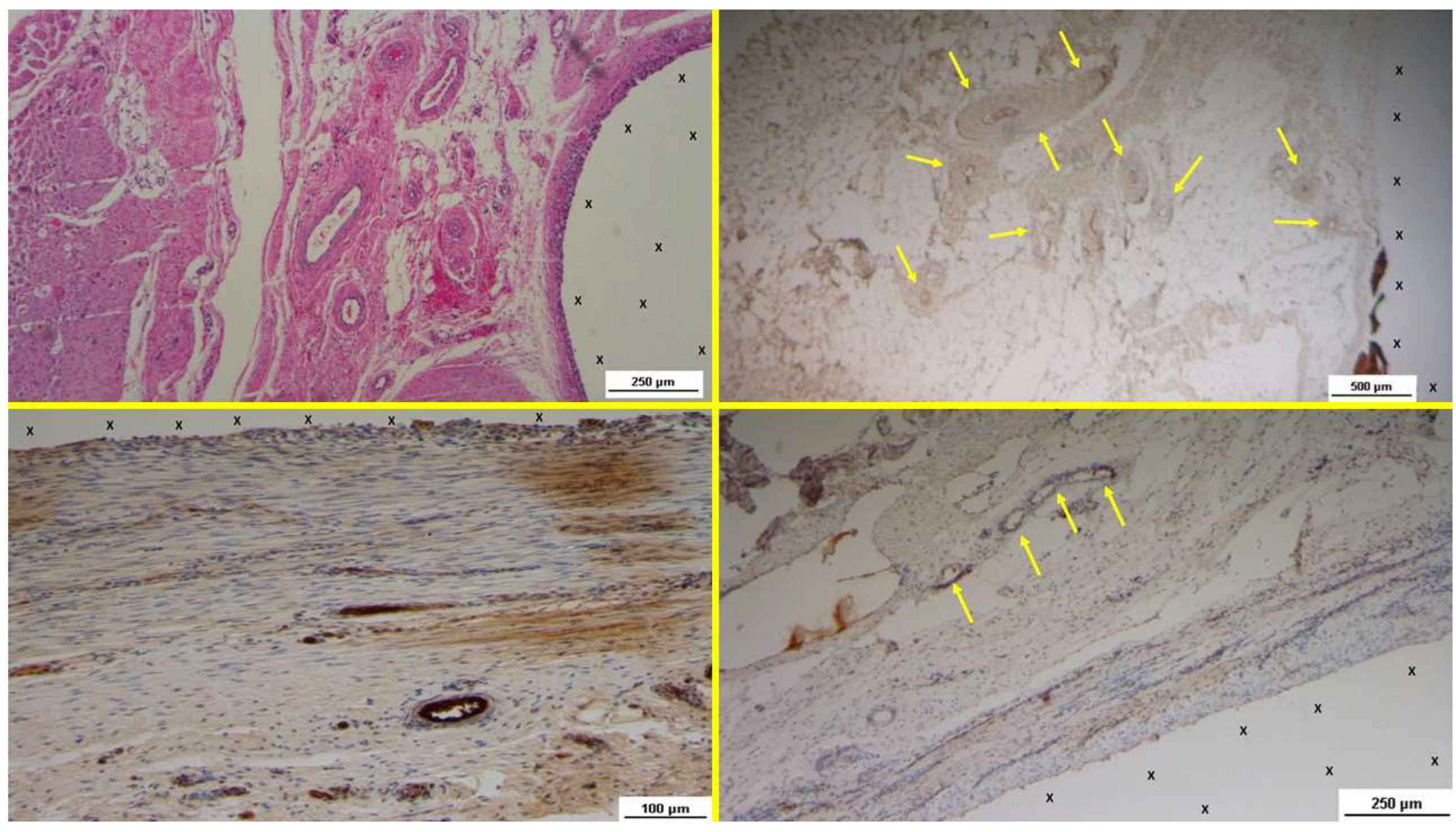 Preprints 141889 g004