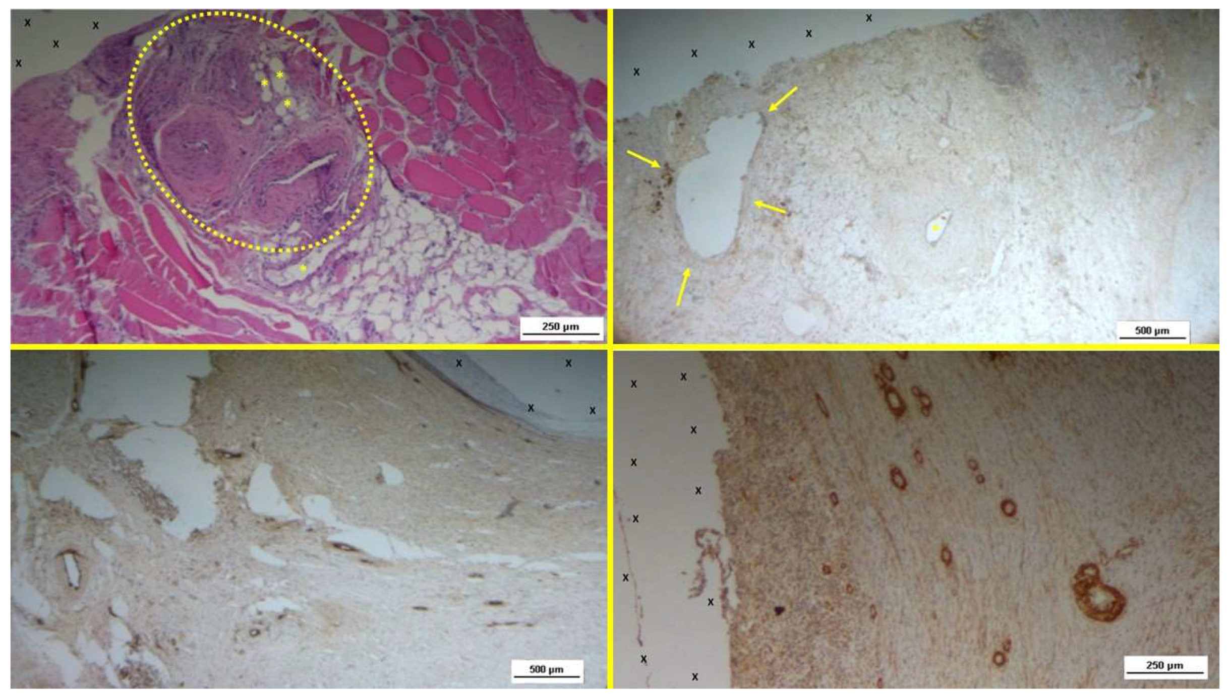 Preprints 141889 g005