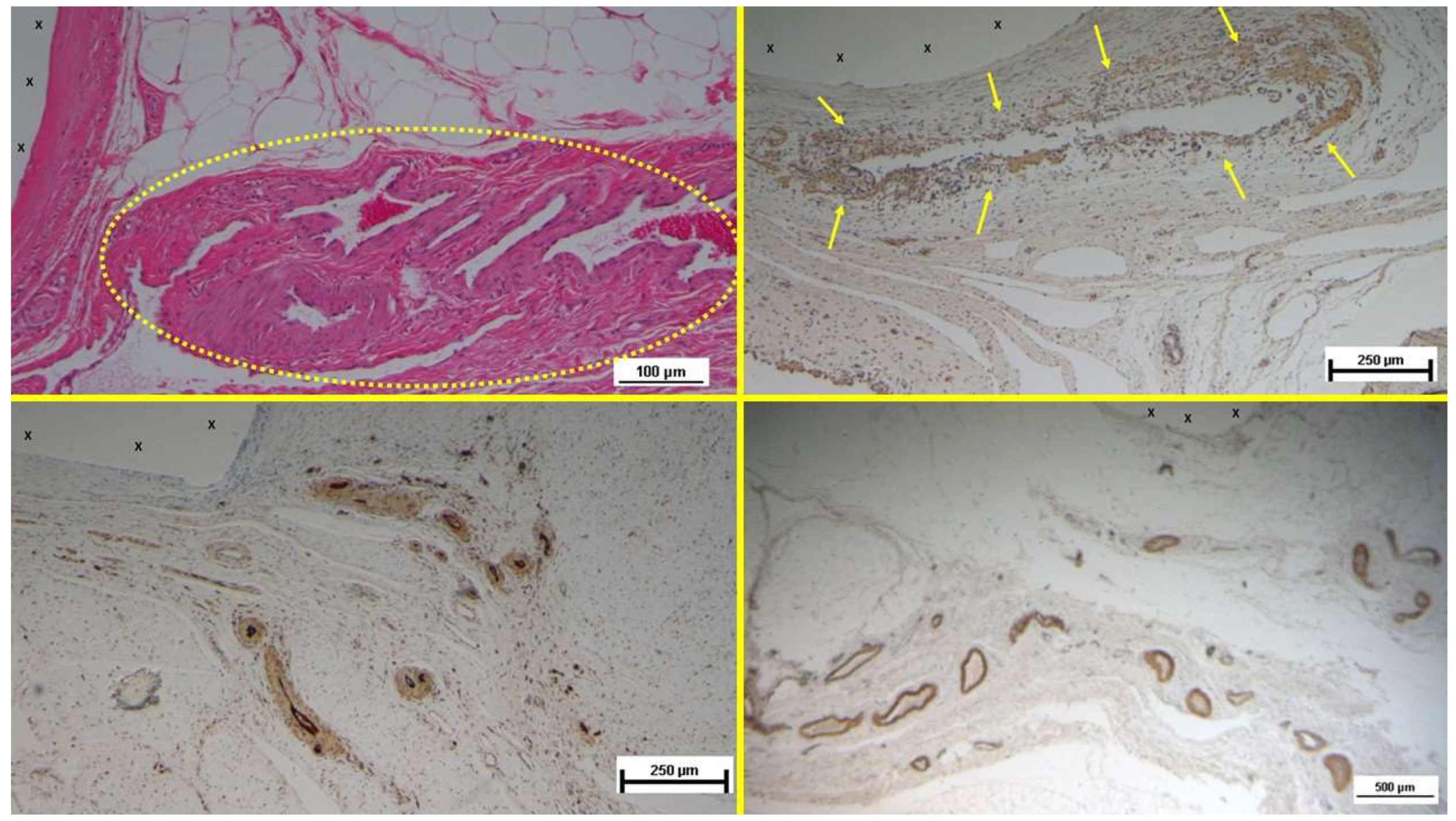 Preprints 141889 g006