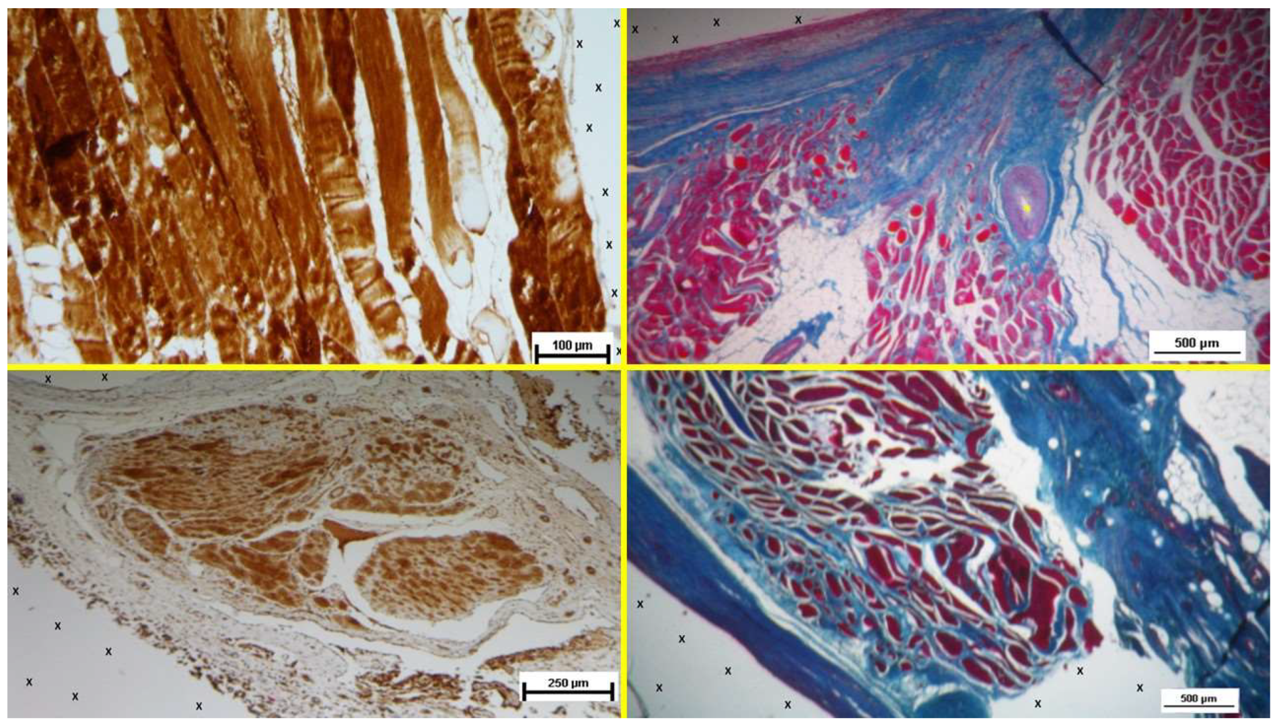 Preprints 141889 g008