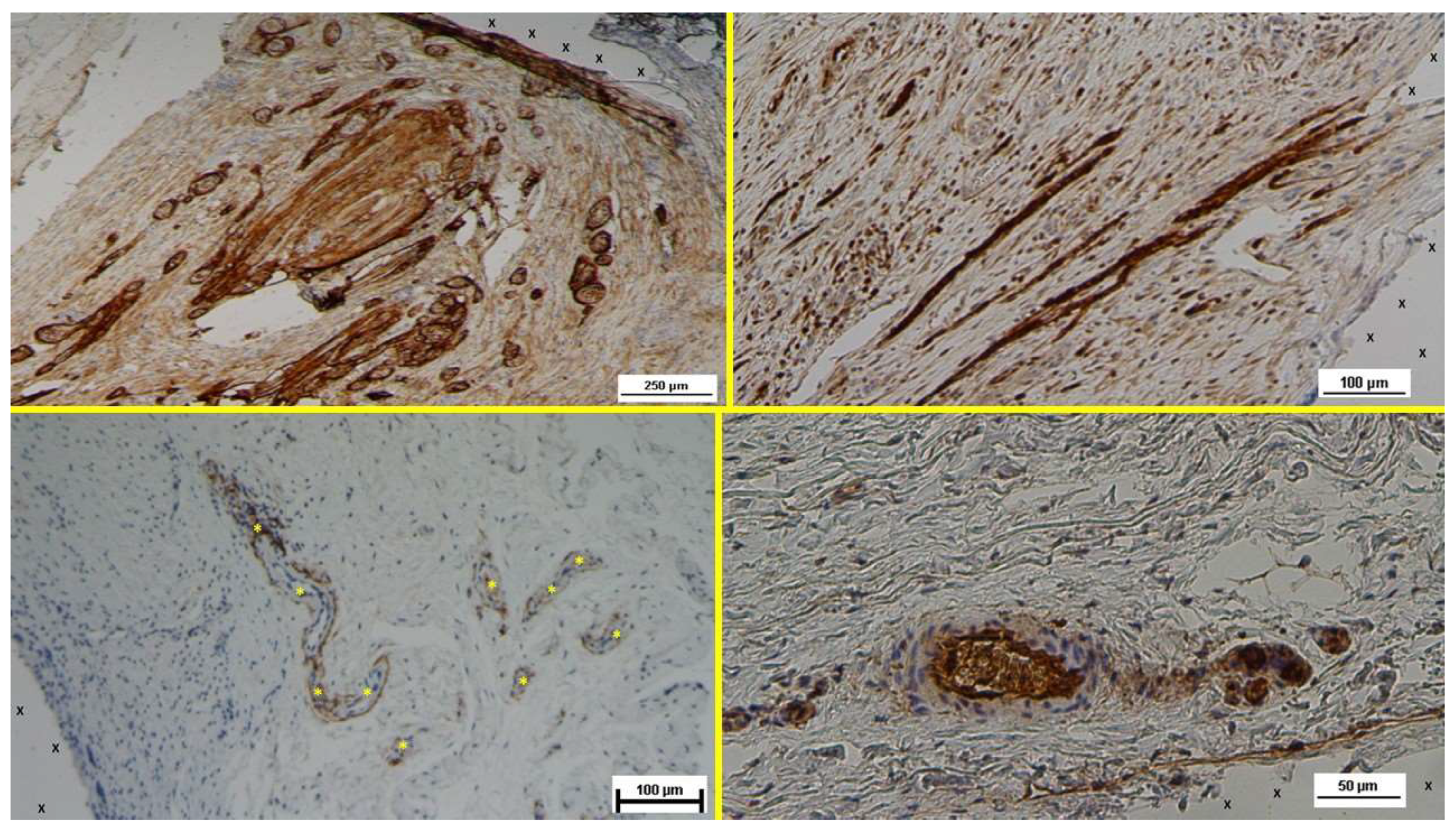 Preprints 141889 g010