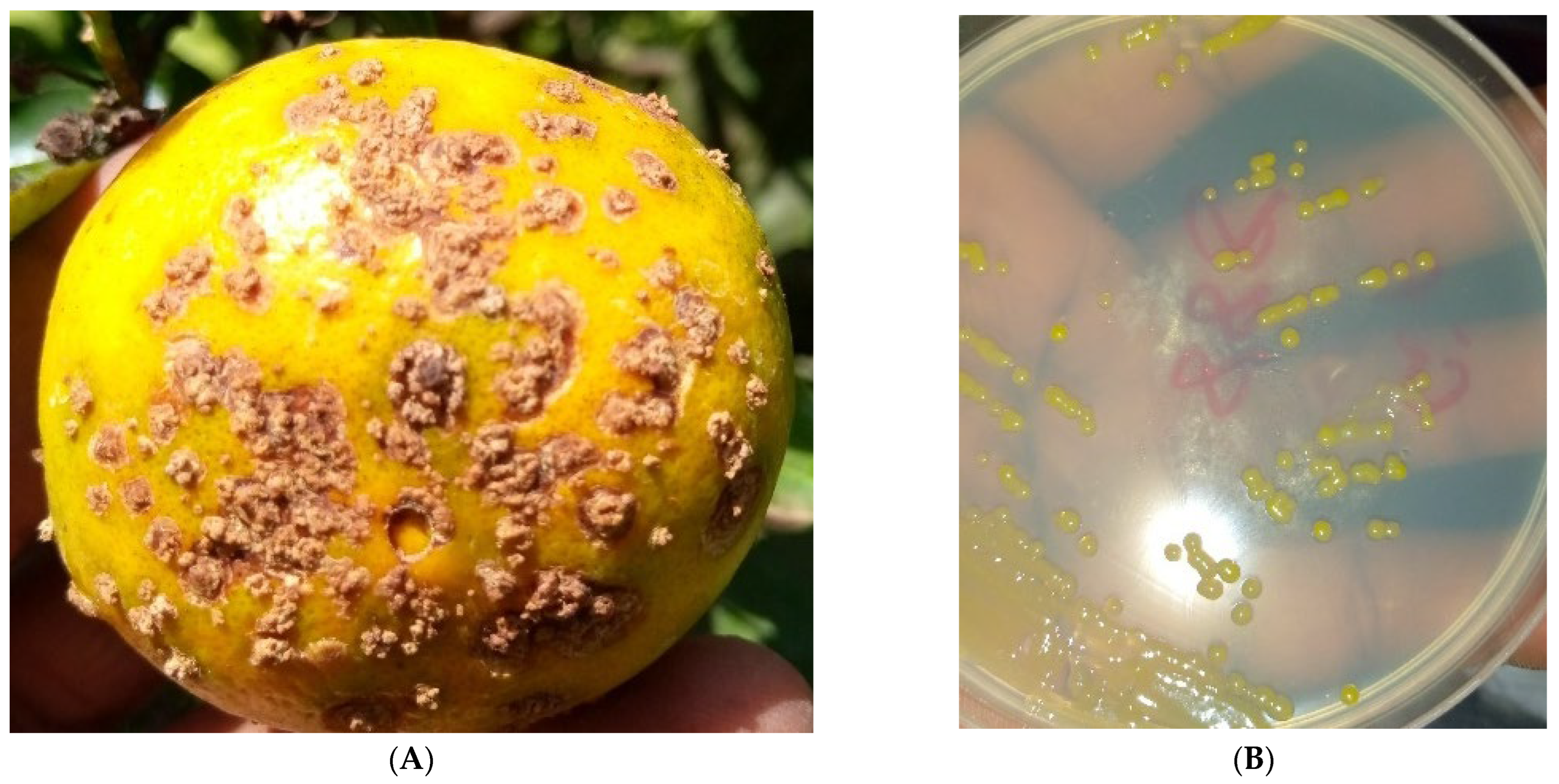 Preprints 102658 g002