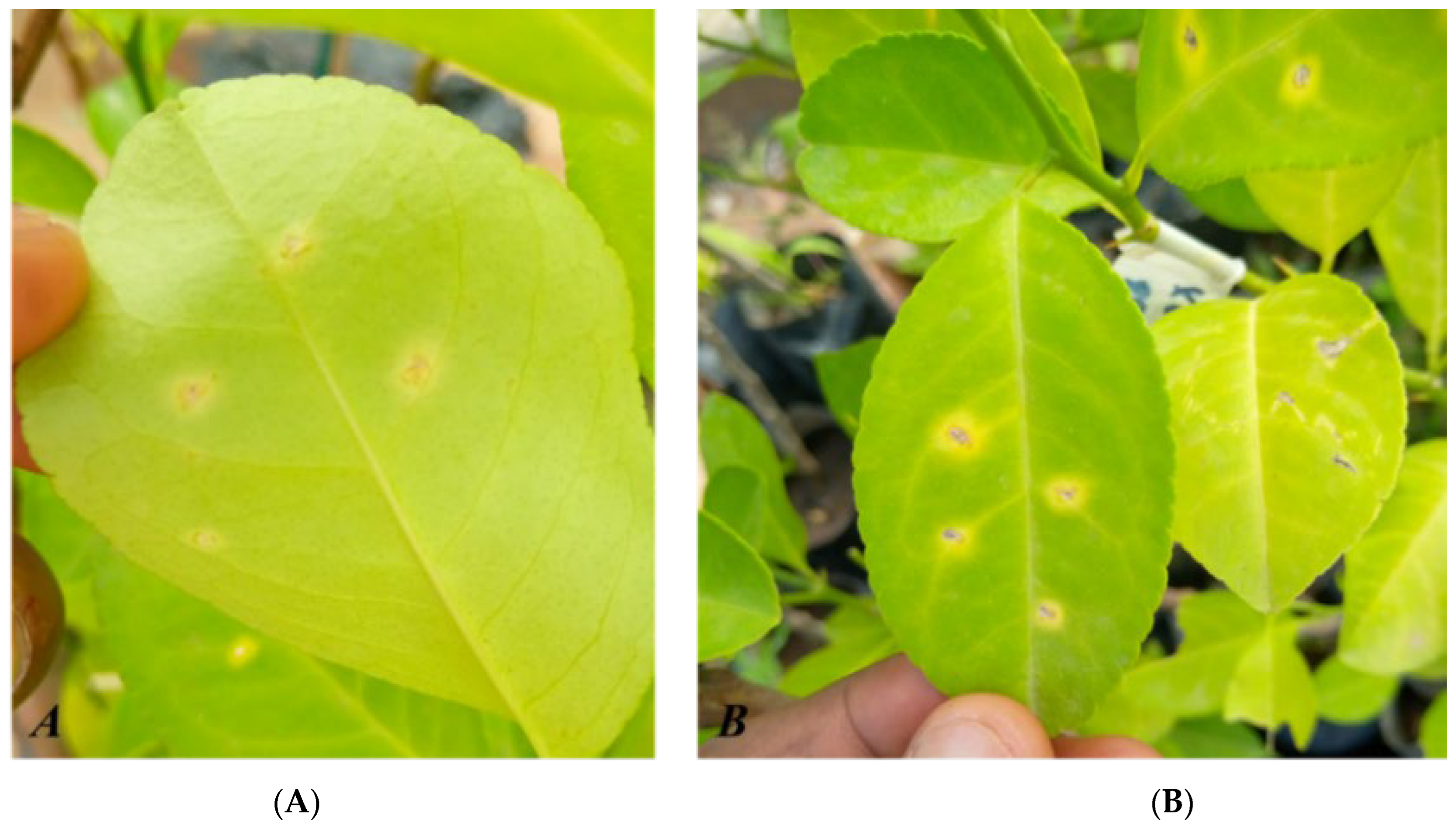 Preprints 102658 g003