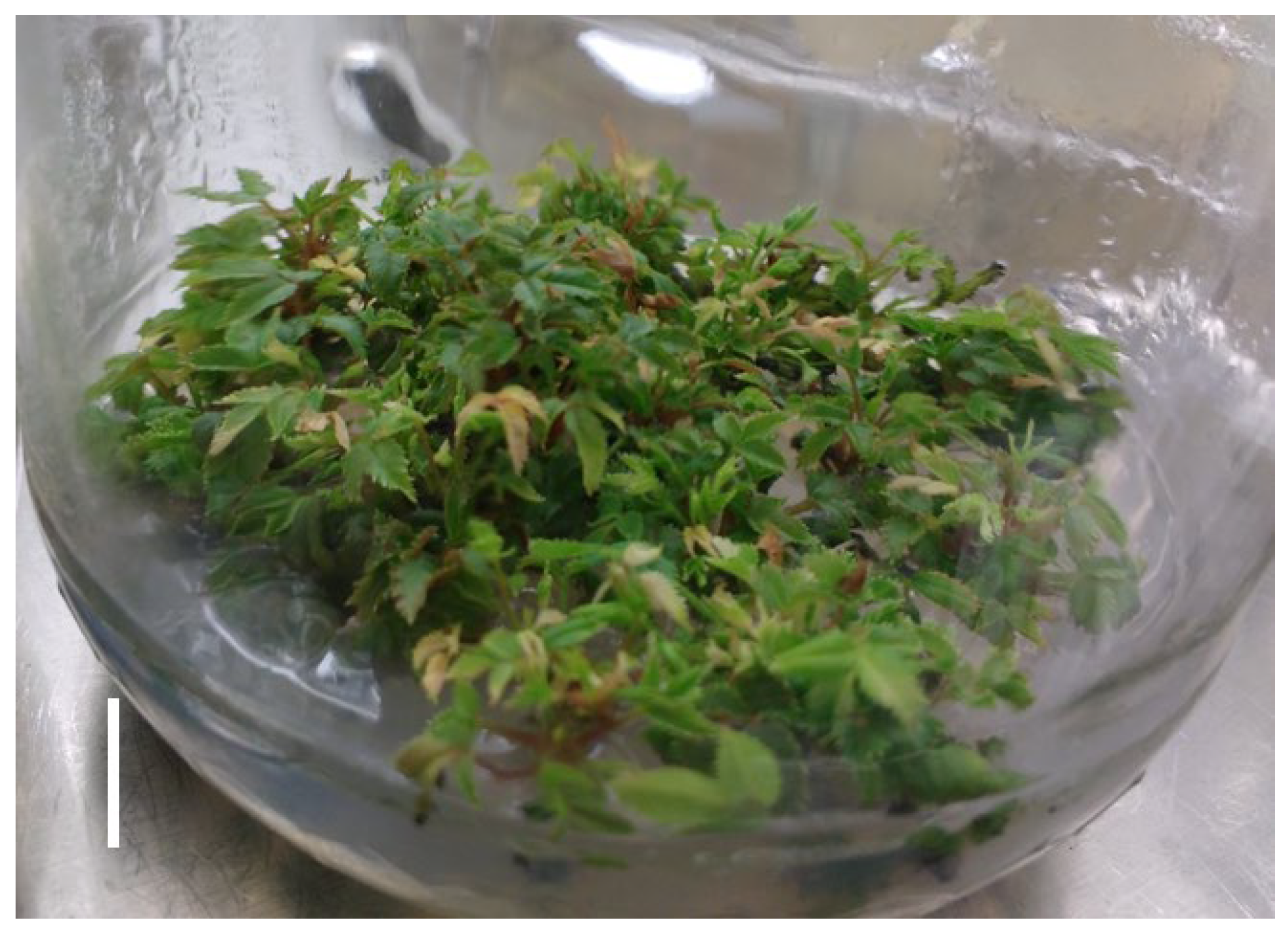 Preprints 199213 g001