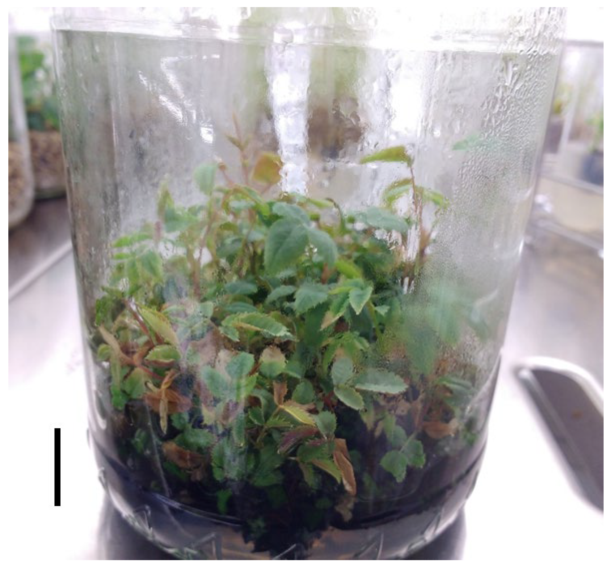 Preprints 199213 g002