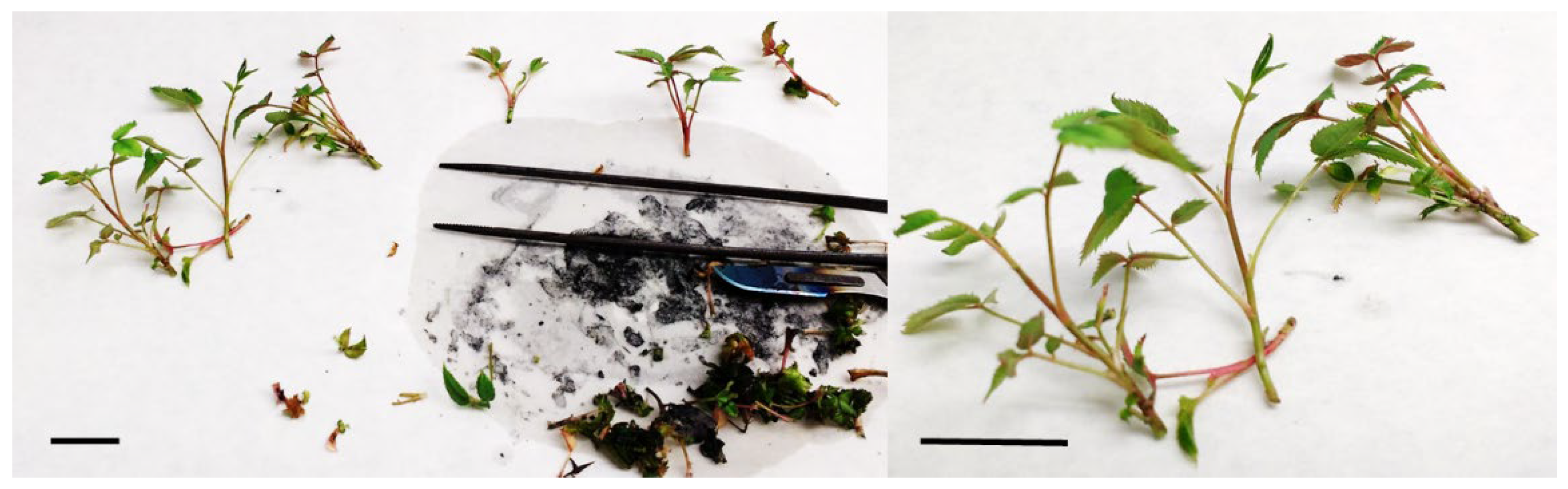 Preprints 199213 g003