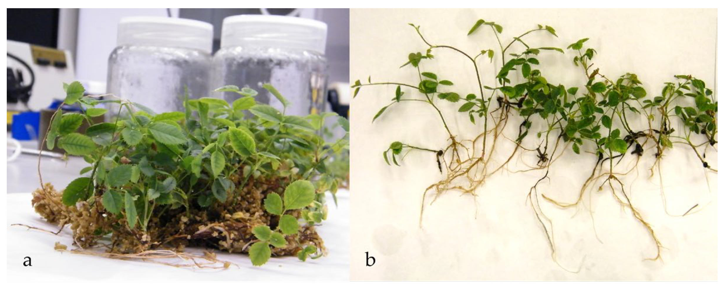 Preprints 199213 g005