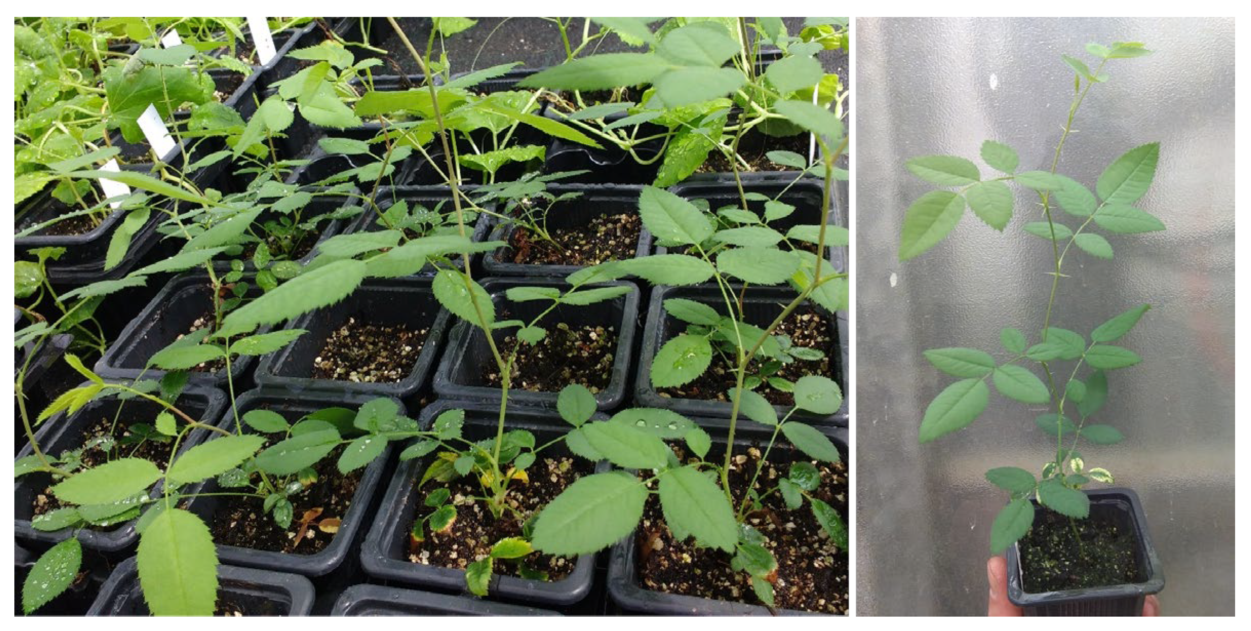 Preprints 199213 g006