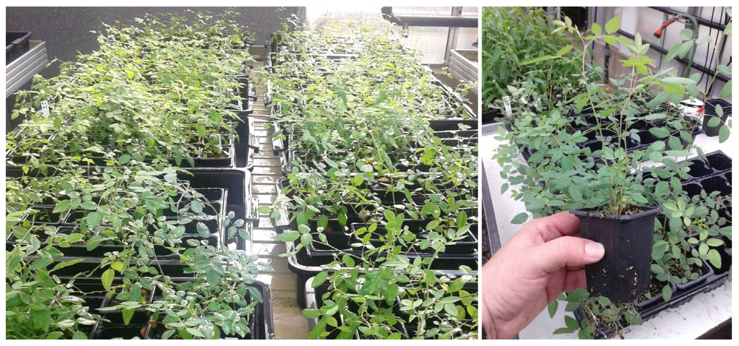 Preprints 199213 g007