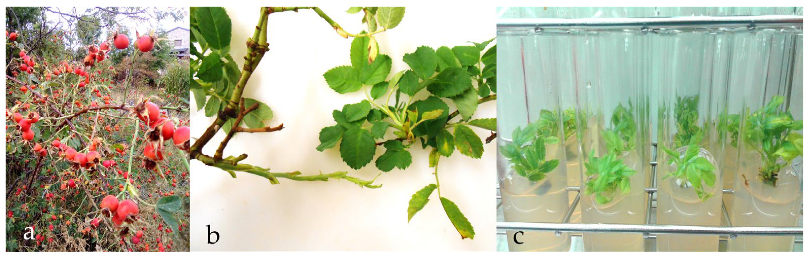 Preprints 199213 g008