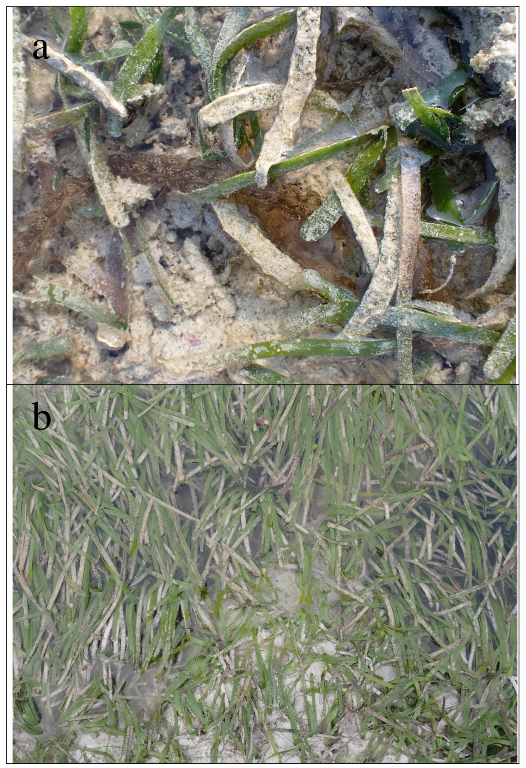 Preprints 98422 g002a