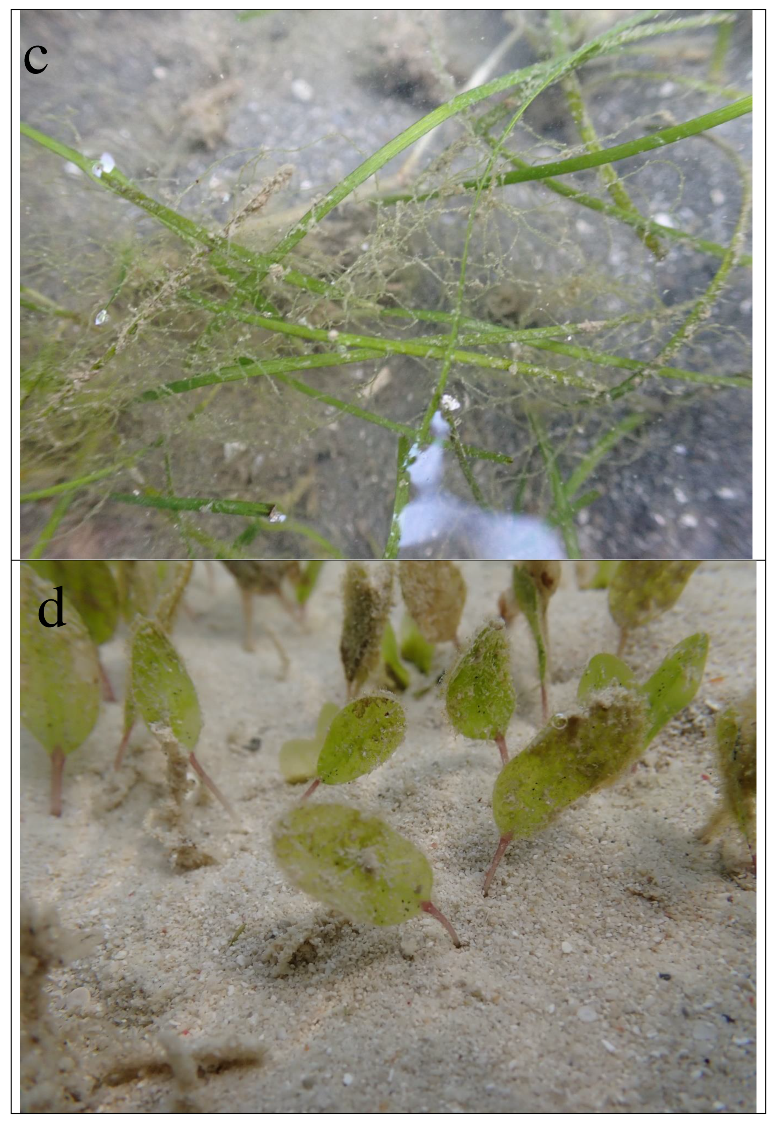 Preprints 98422 g002b