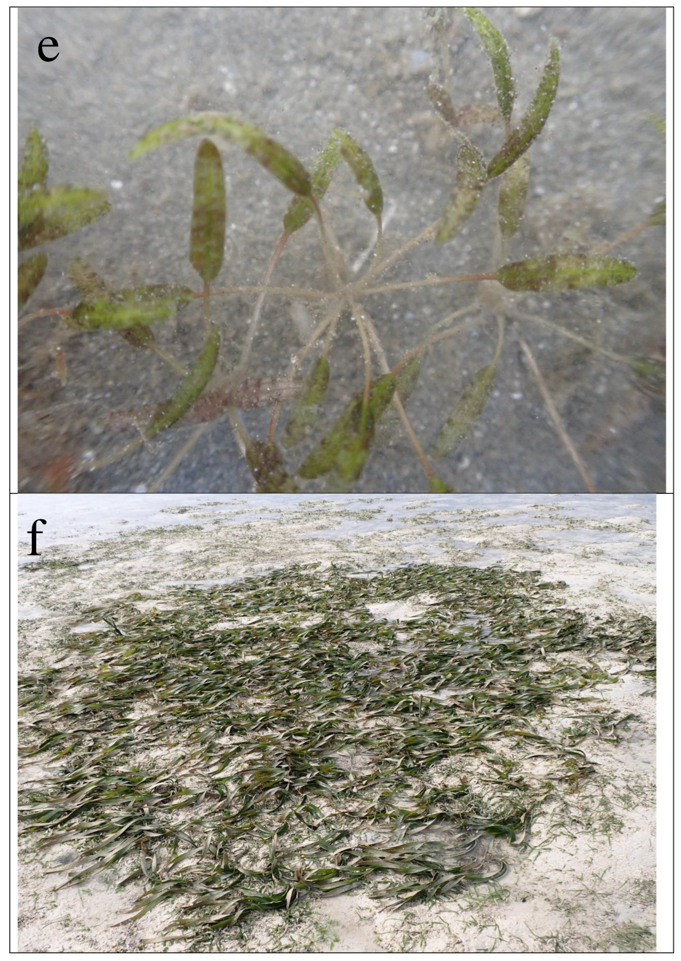 Preprints 98422 g002c