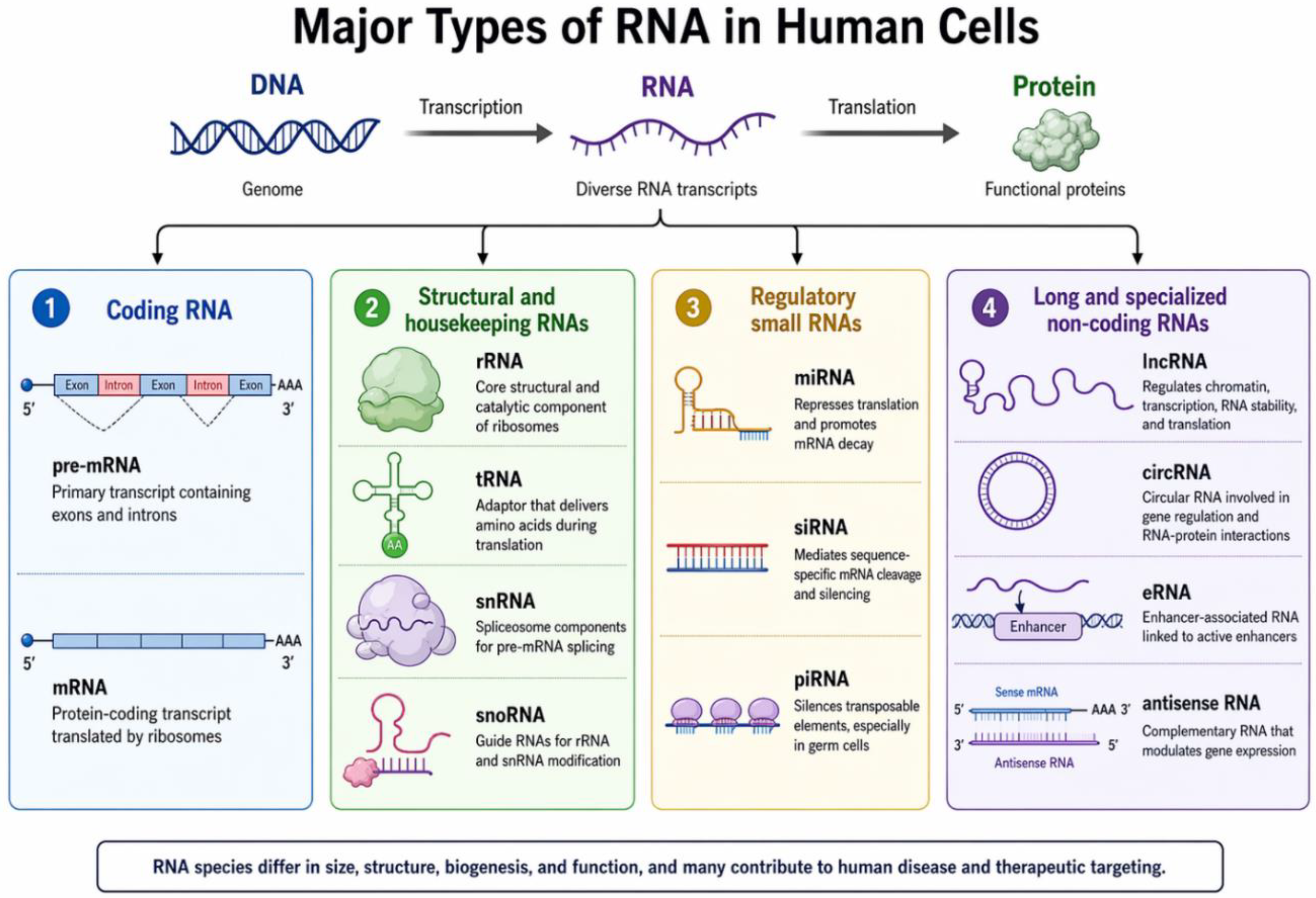 rma transcript & coding - case study Images High... Beyond Coding Variants: RNA-Level Mechanisms in Human Disease and ...
