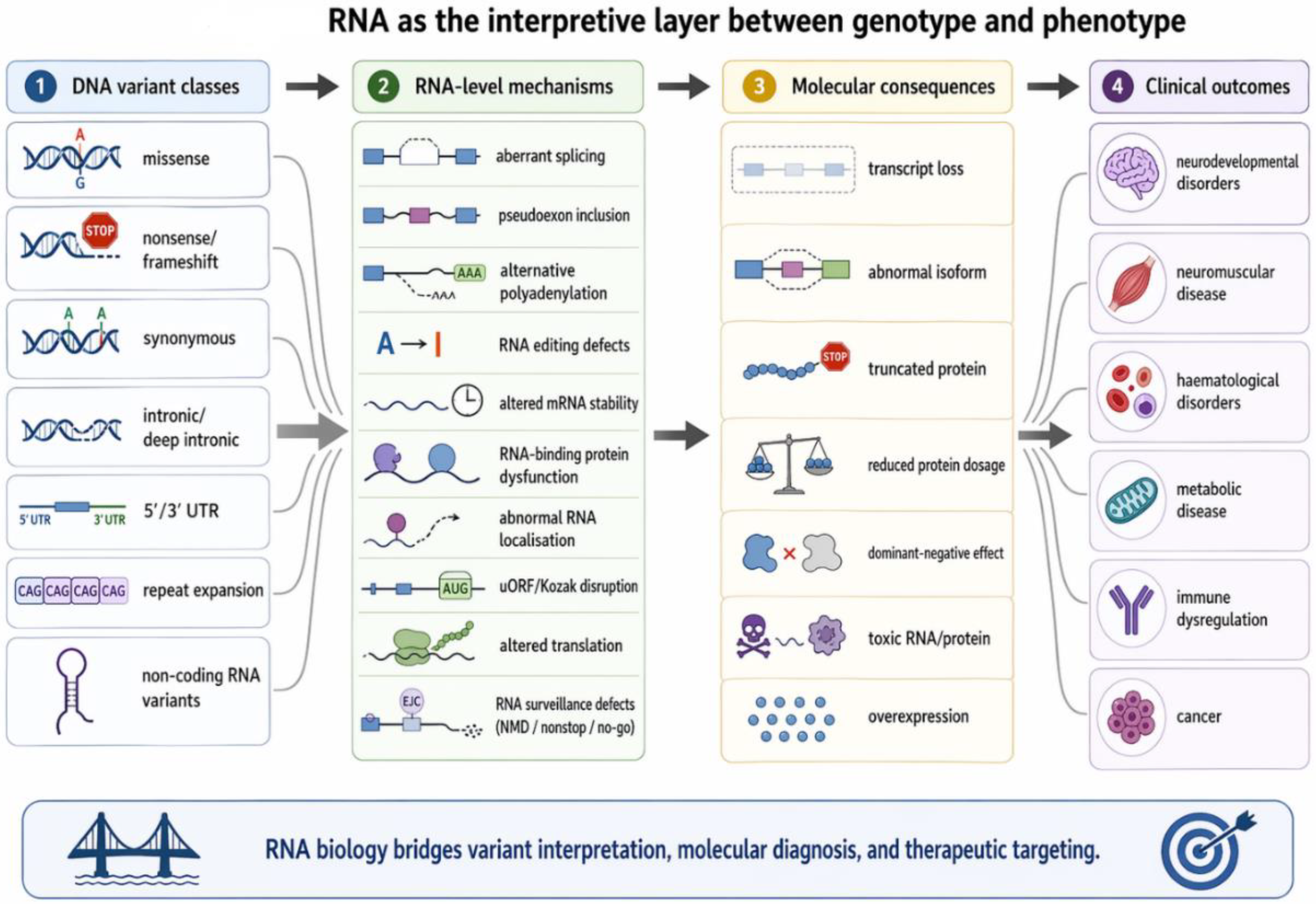 Beyond Coding Variants: RNA-Level Mechanisms in Human Disease and ...