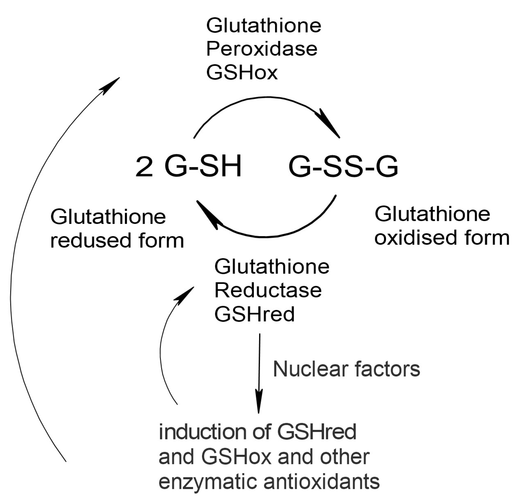 Preprints 195057 g008