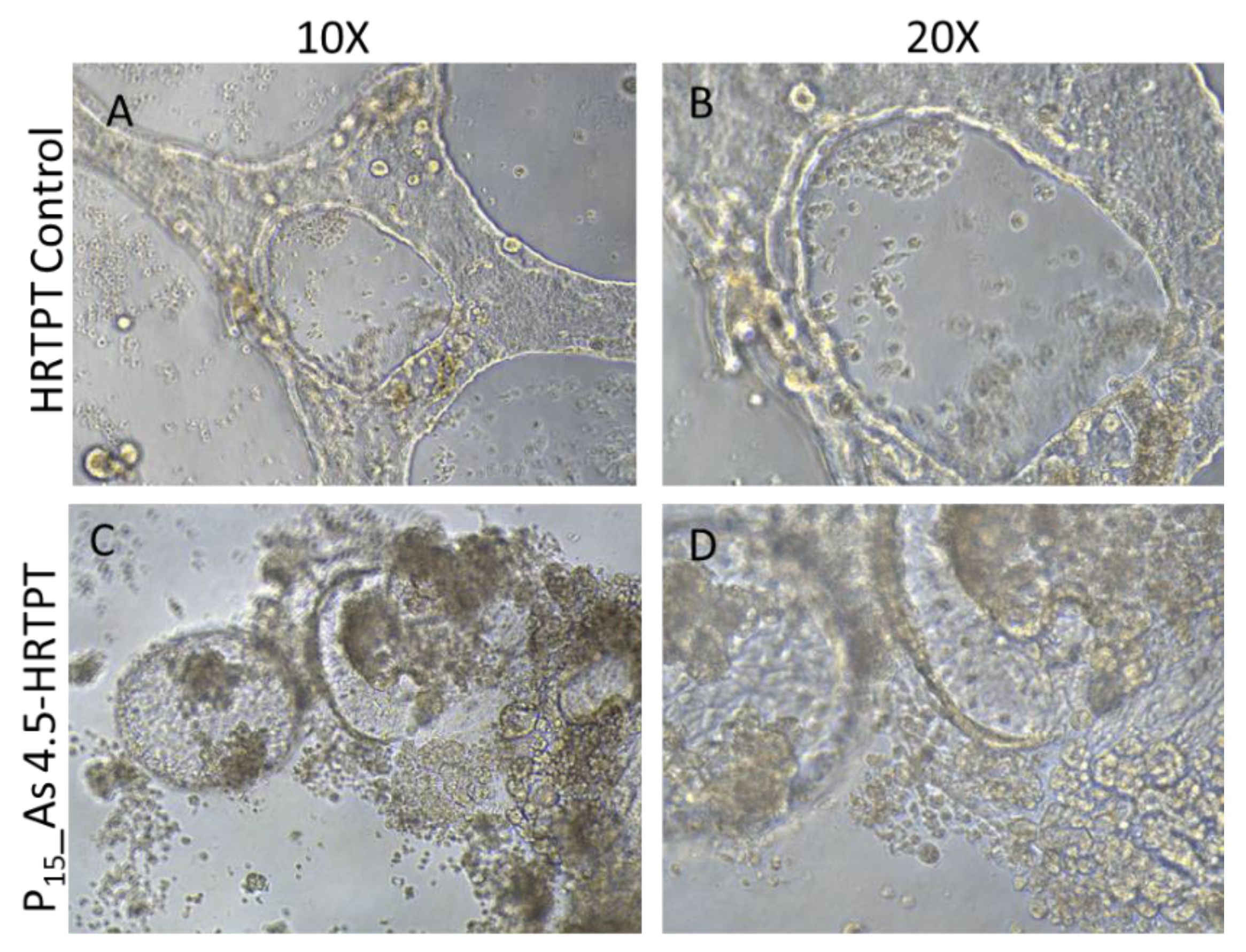 Preprints 144065 g005