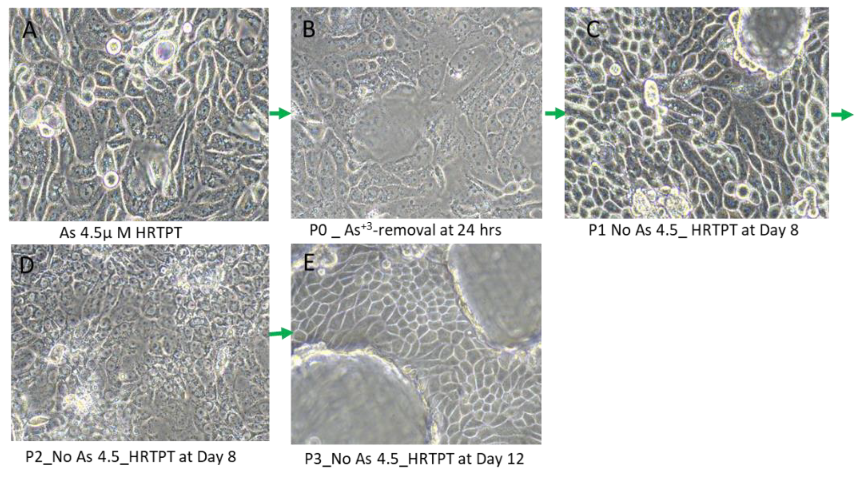 Preprints 144065 g010
