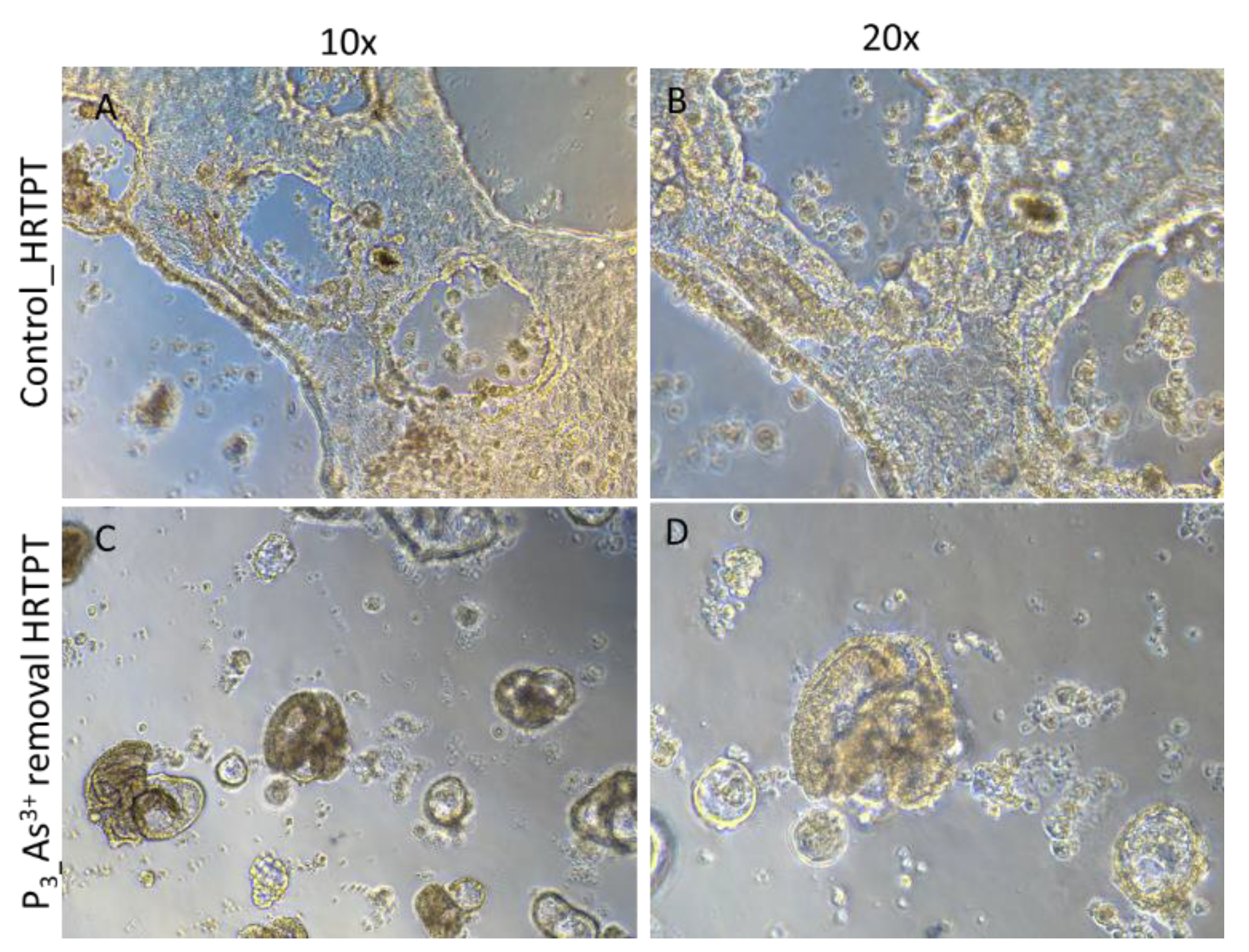Preprints 144065 g013