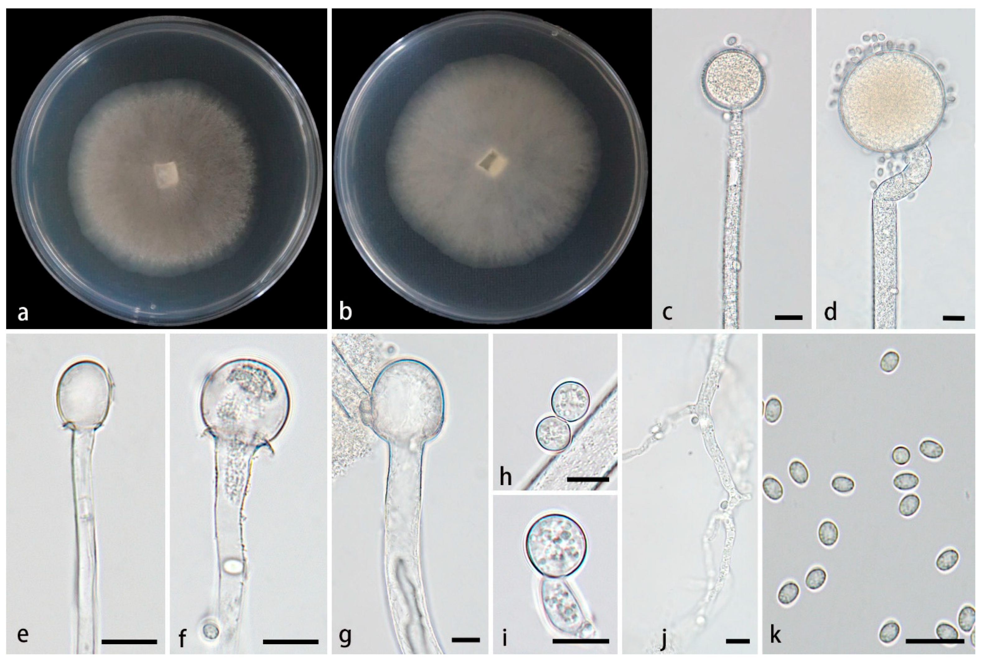 ｆ 2005 Ford Focus ZXW SE - I have this today for