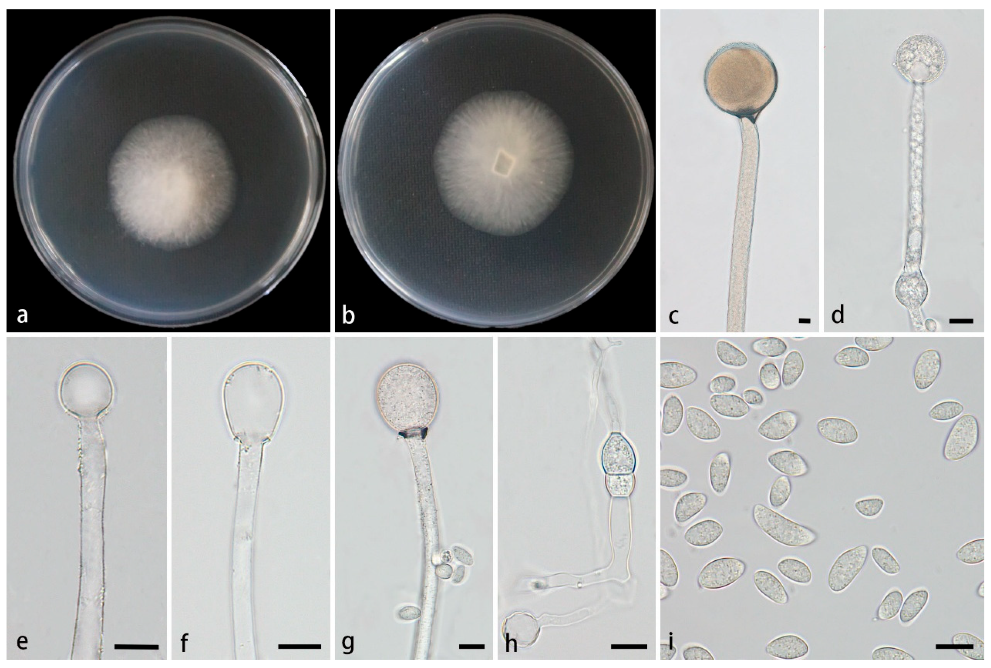 Preprints 172585 g003