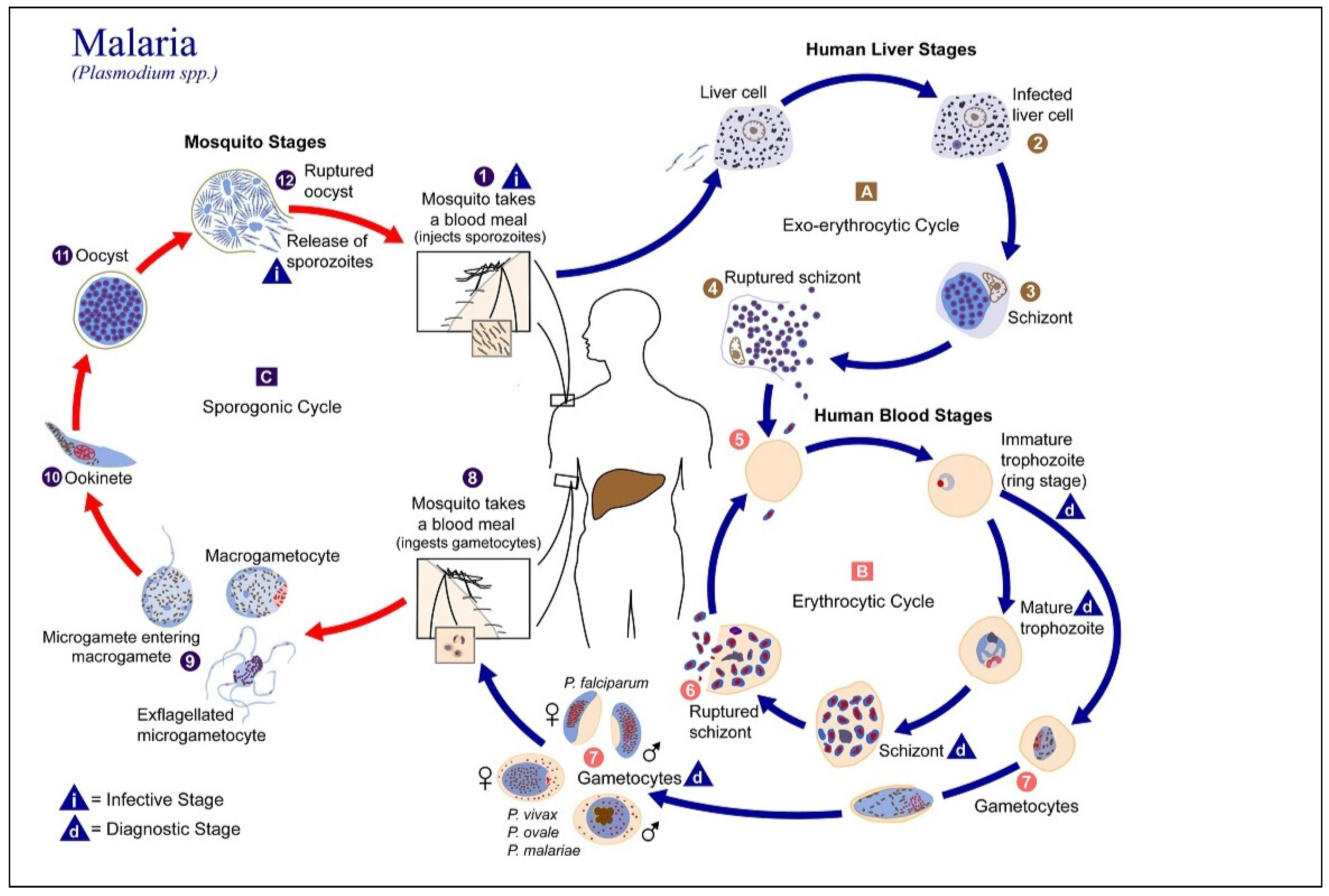 Preprints 164760 g001