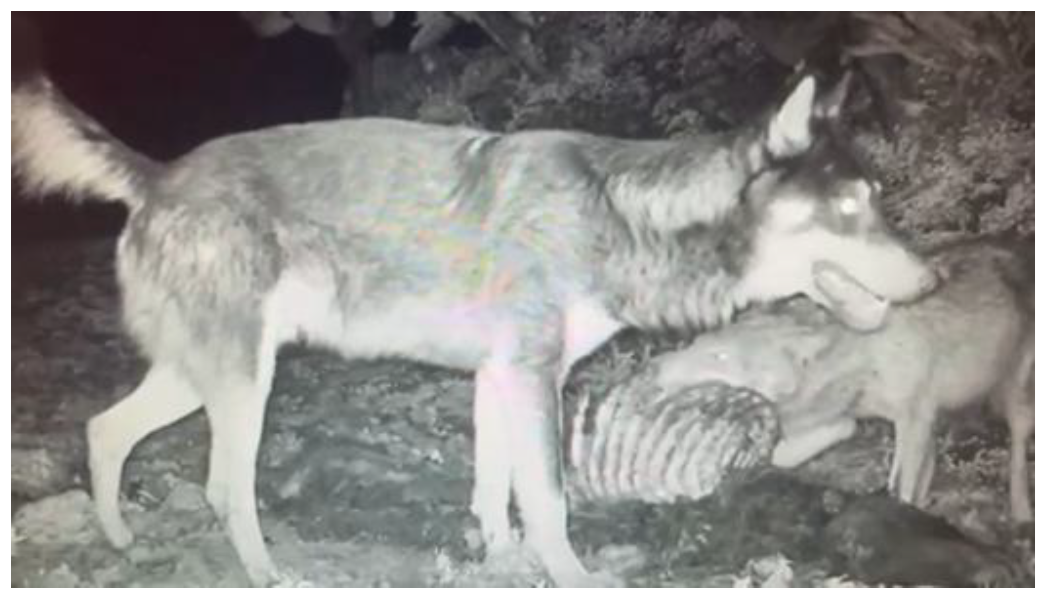 Preprints 171076 g003