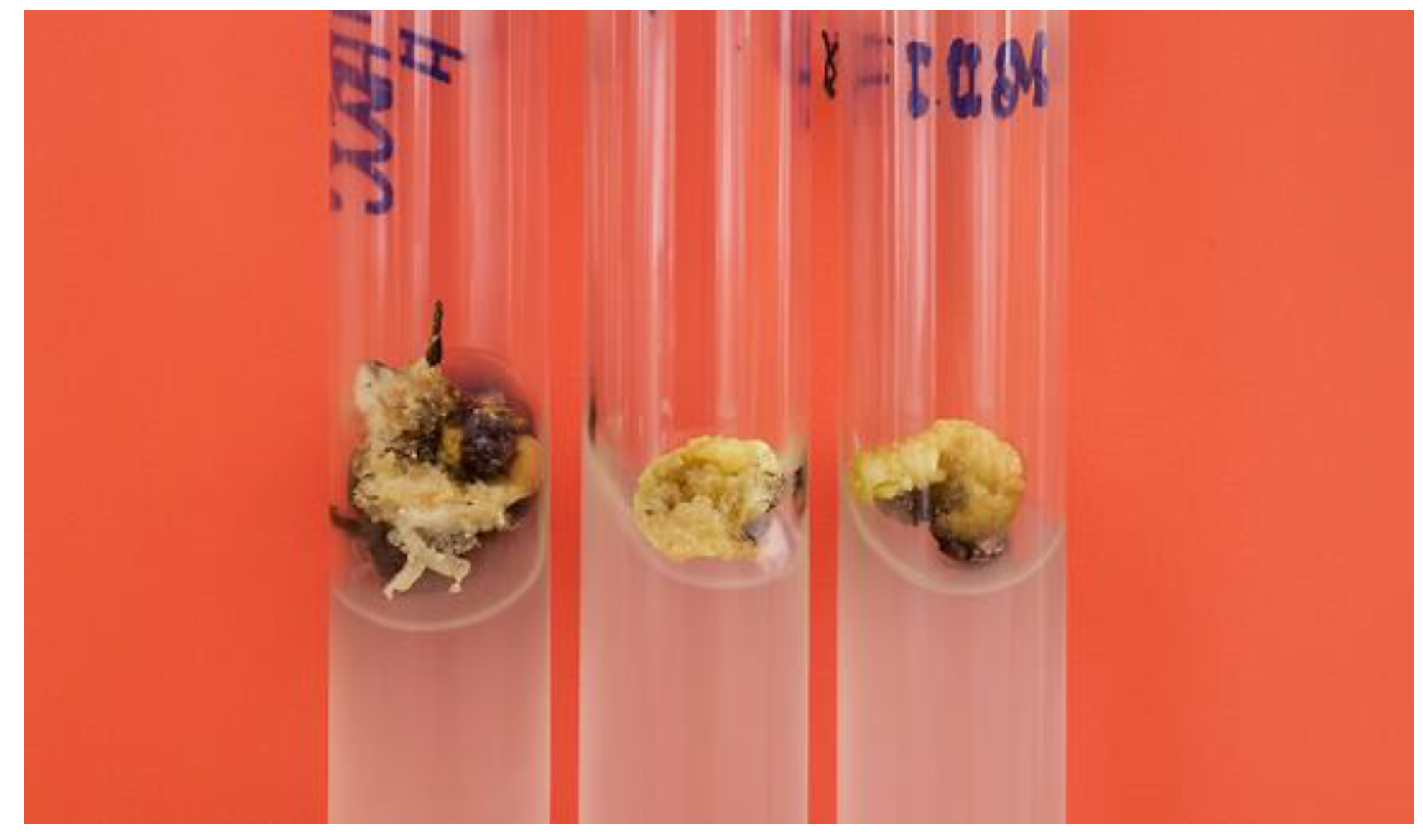 Preprints 181748 g001